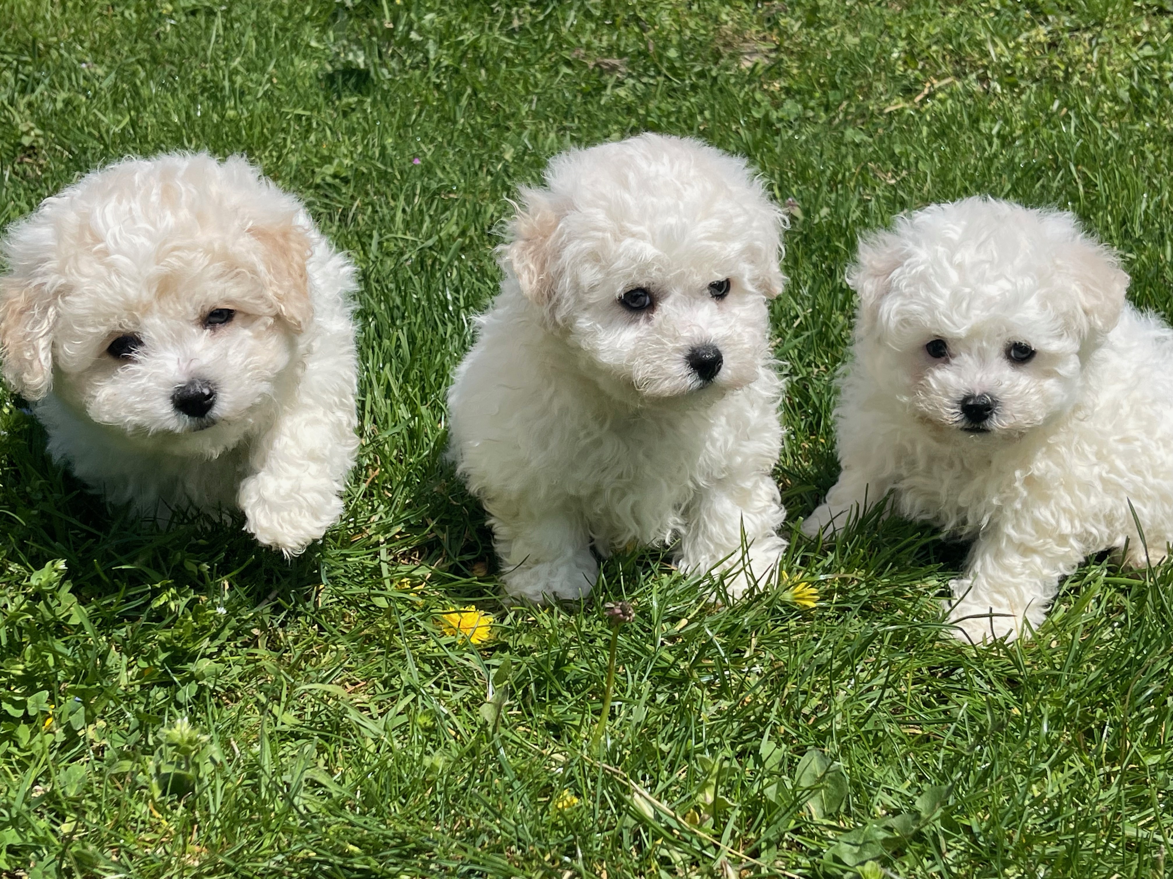 3_MALES_PRINCESS_BICHON_FRISE.jpeg