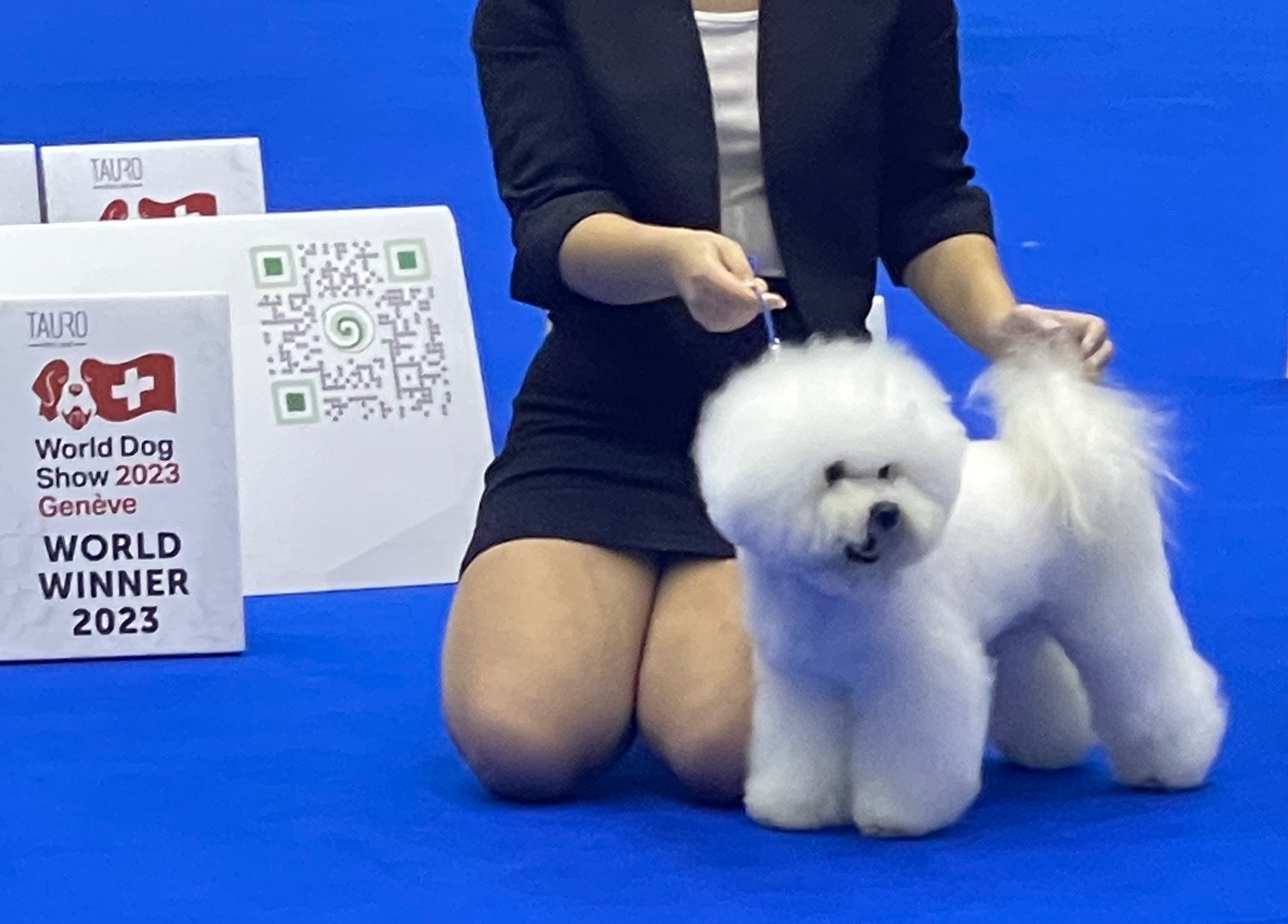 BICHONFRISE_MARCEL.jpeg