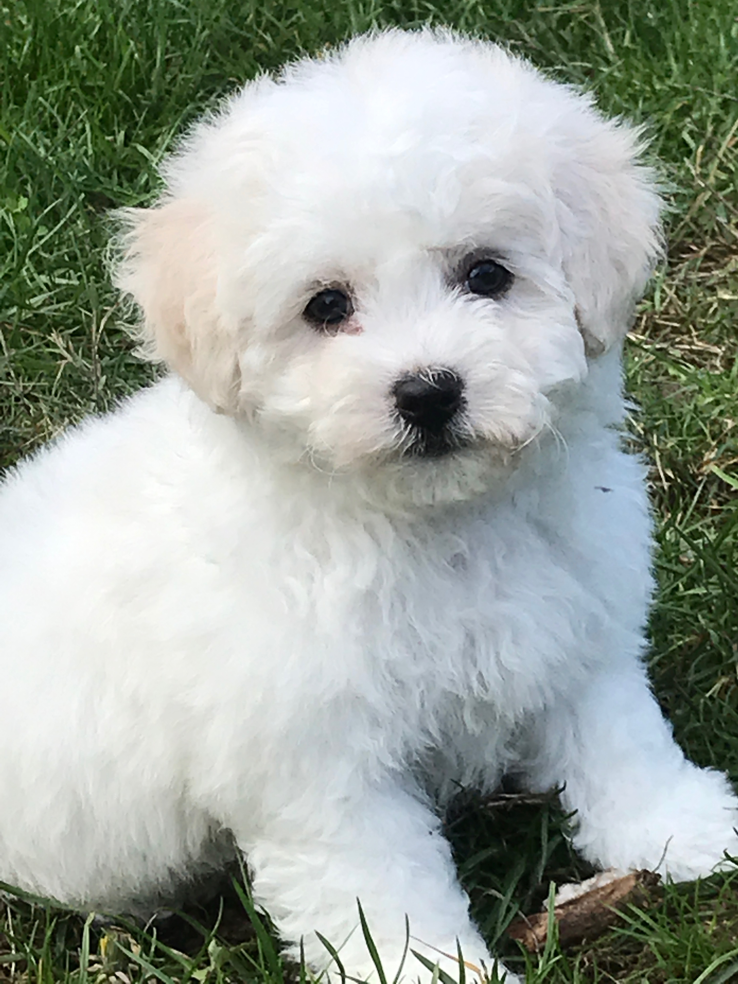 BICHON FRISE FEMEL3