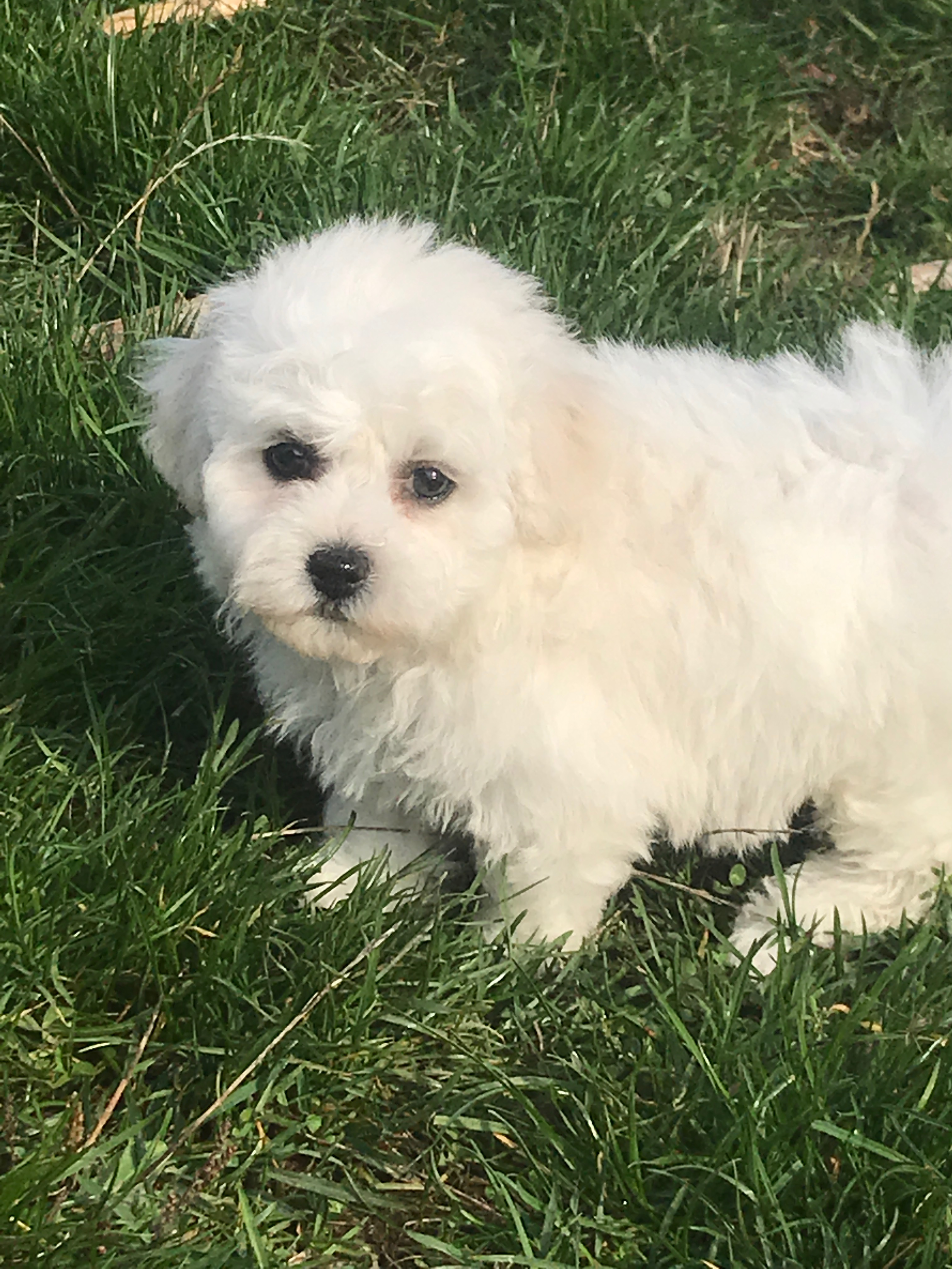 BICHON FRISE FEMEL 1