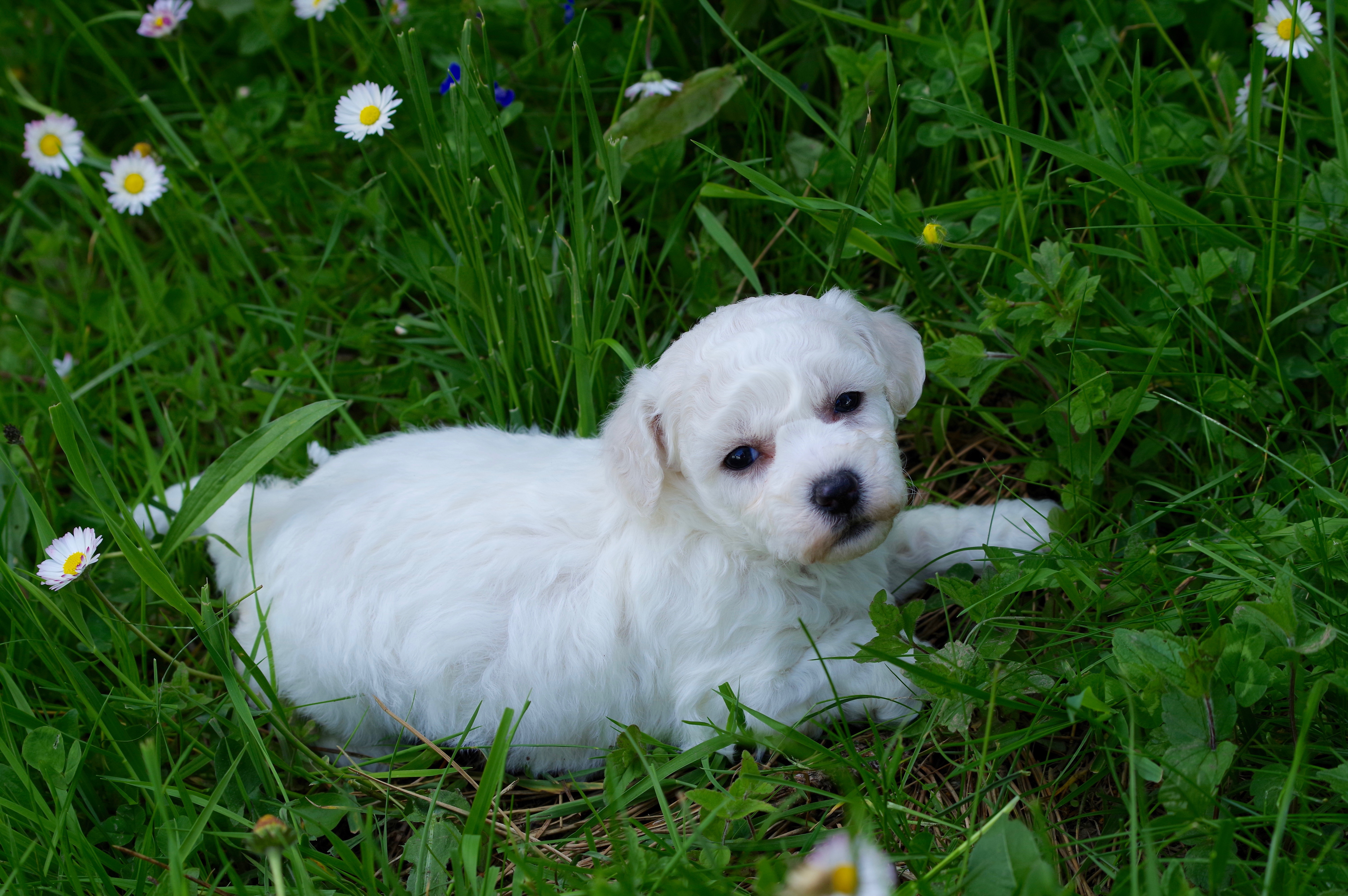 BICHON FRISE F N 2 JOLY