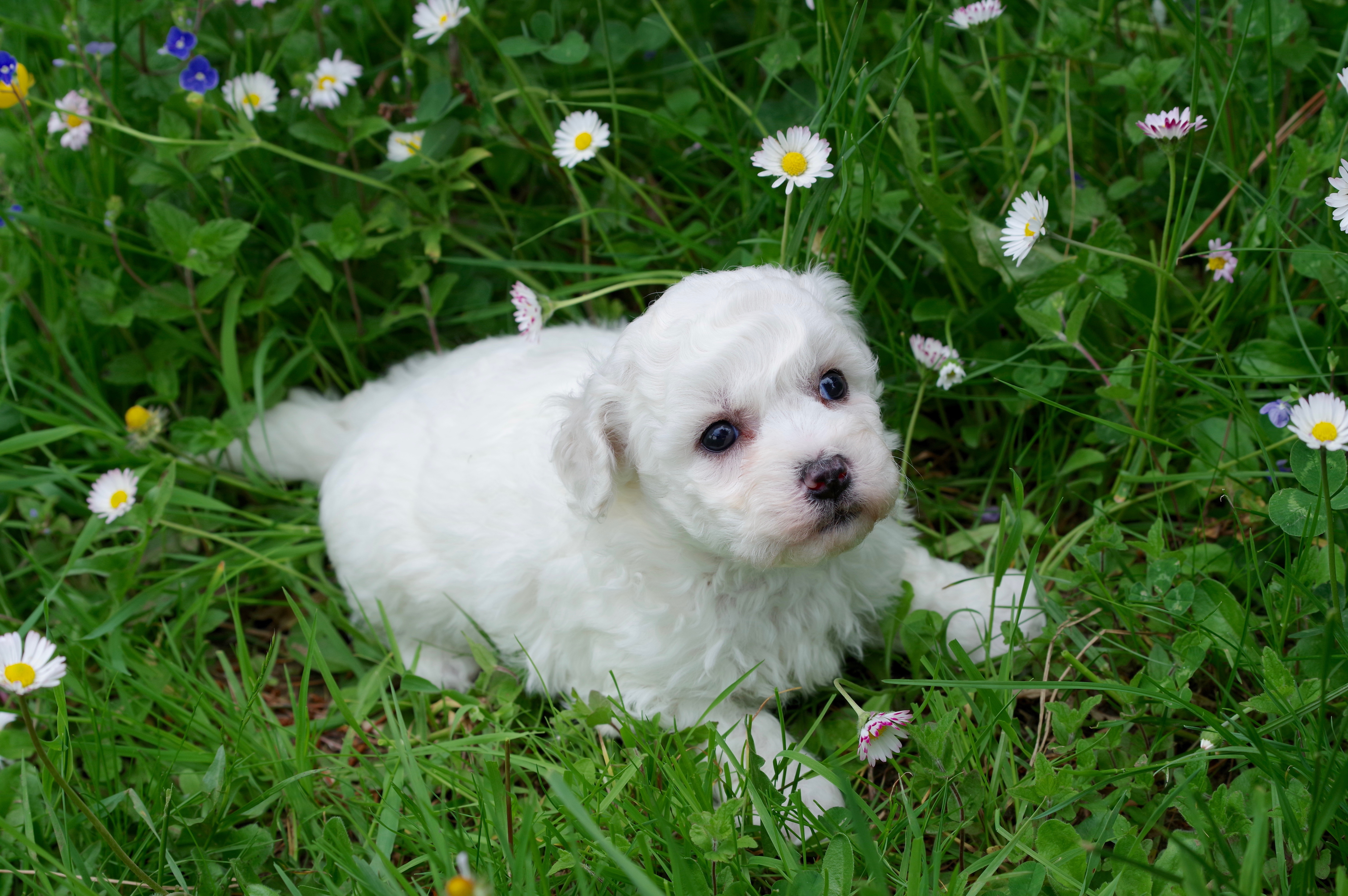 BICHON FRISE F N 3 JOLY