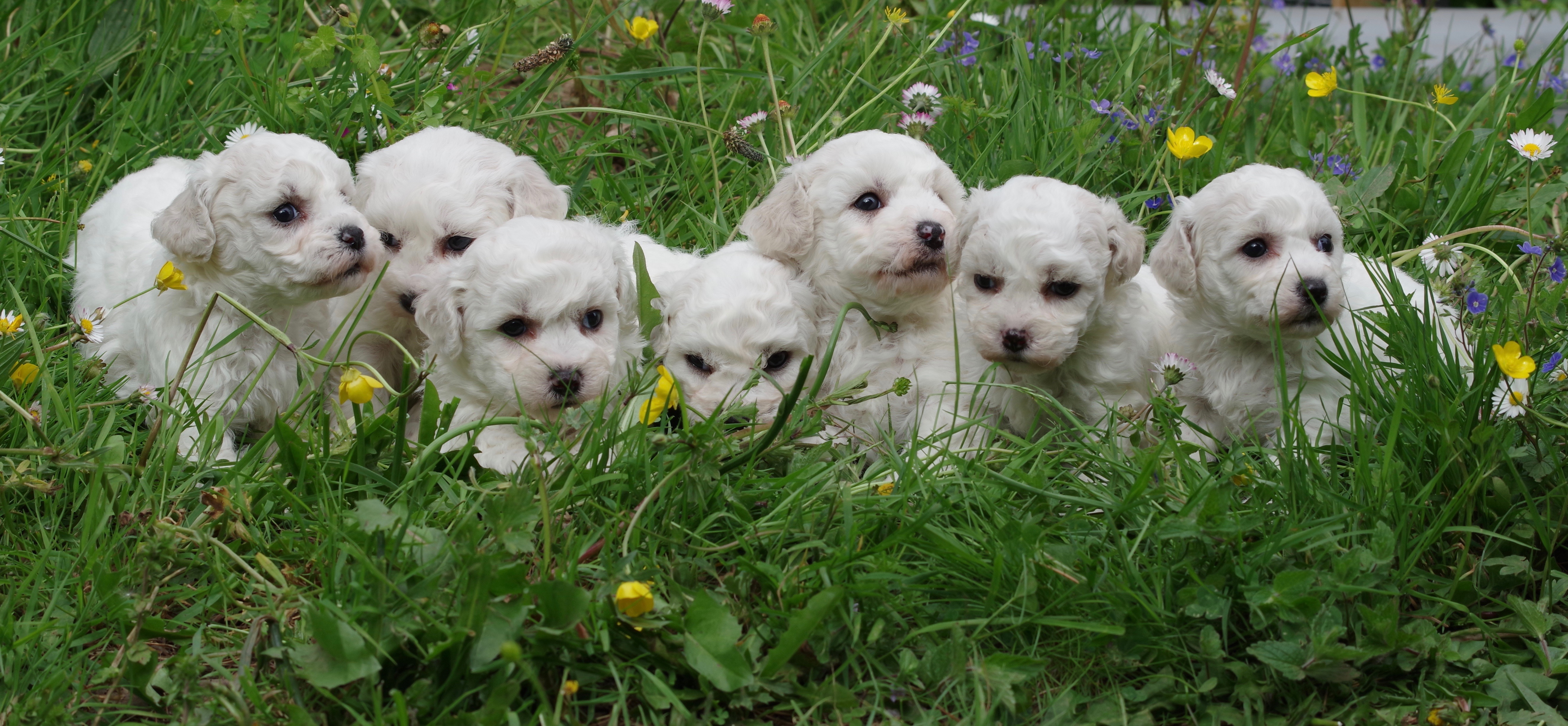 BICHON FRISE JOLY