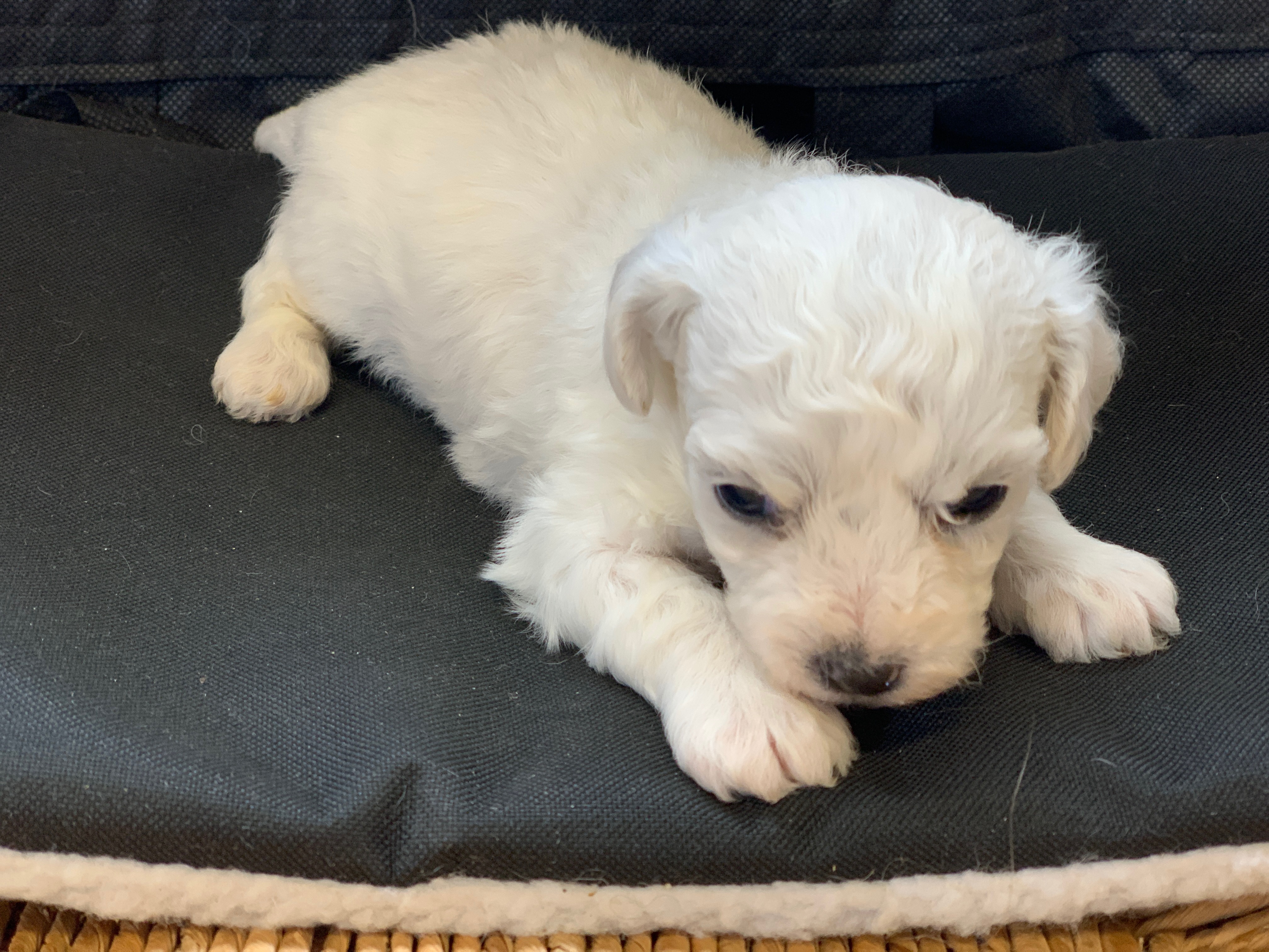 BICHON FRISE MALE N1 JOLY