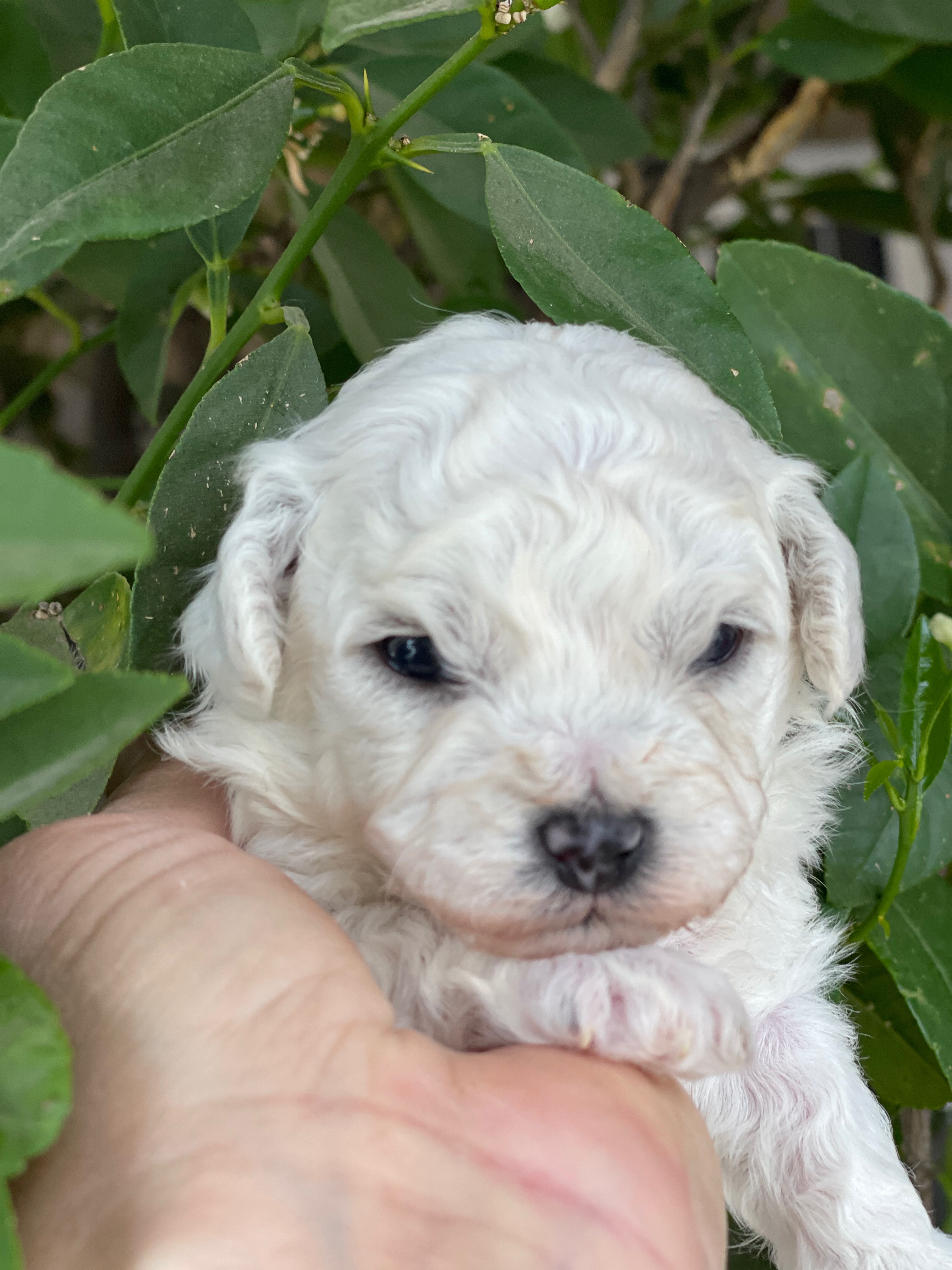 BICHON_FRISE_MALE_N4.jpg