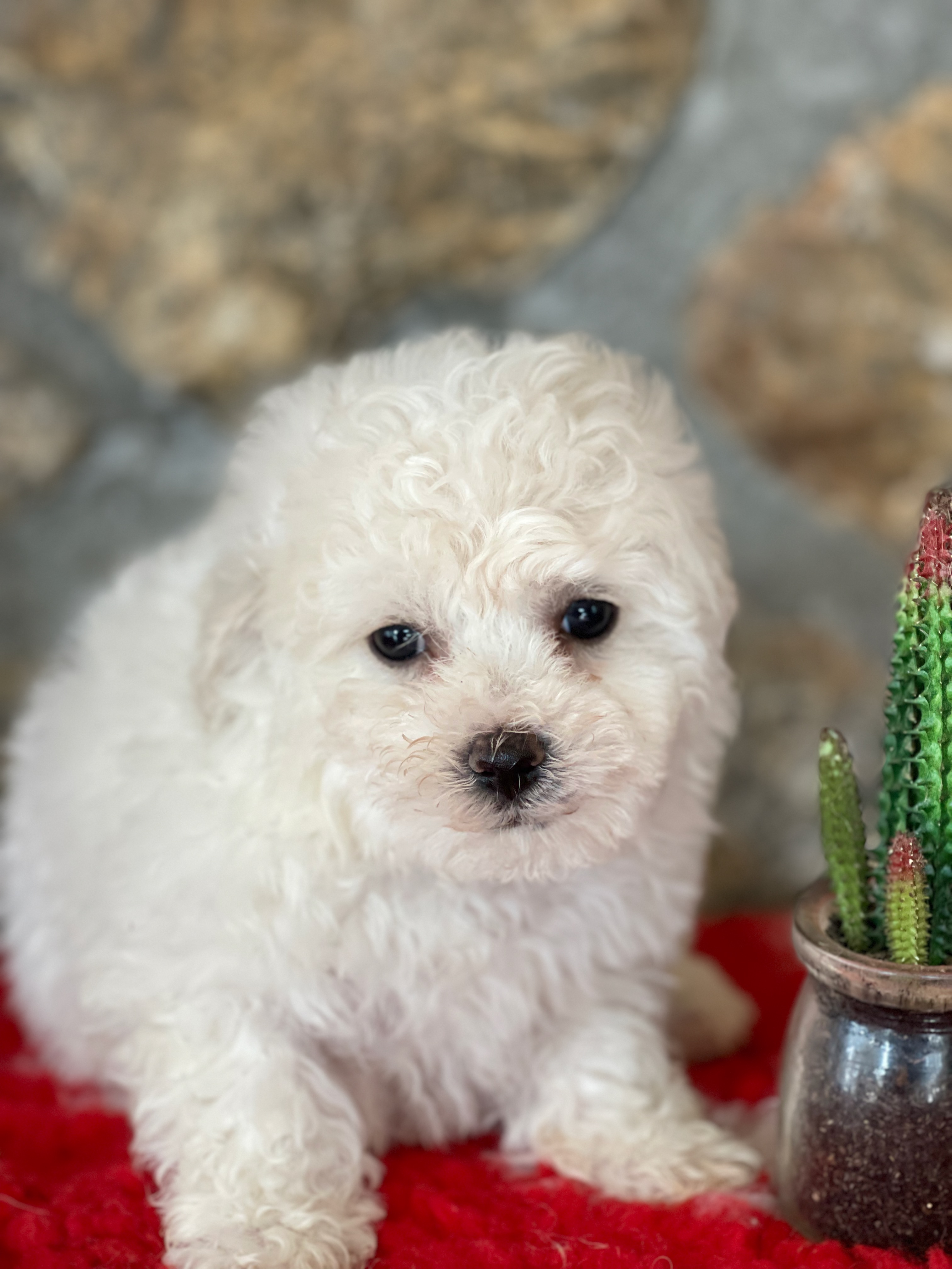 BICHON_FRISE_ML_1.jpeg