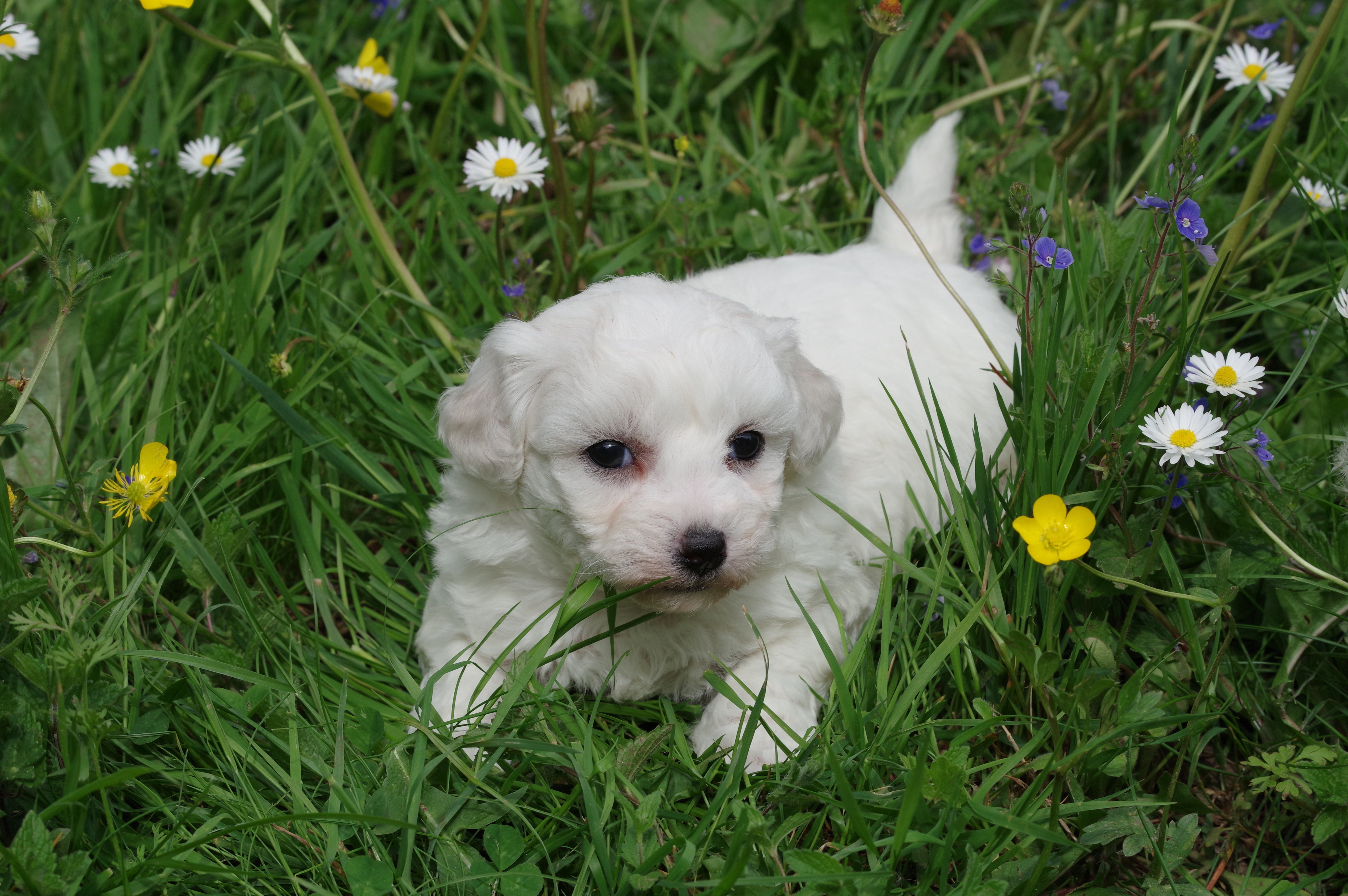 BICHON FRISE ML N3 JOLY