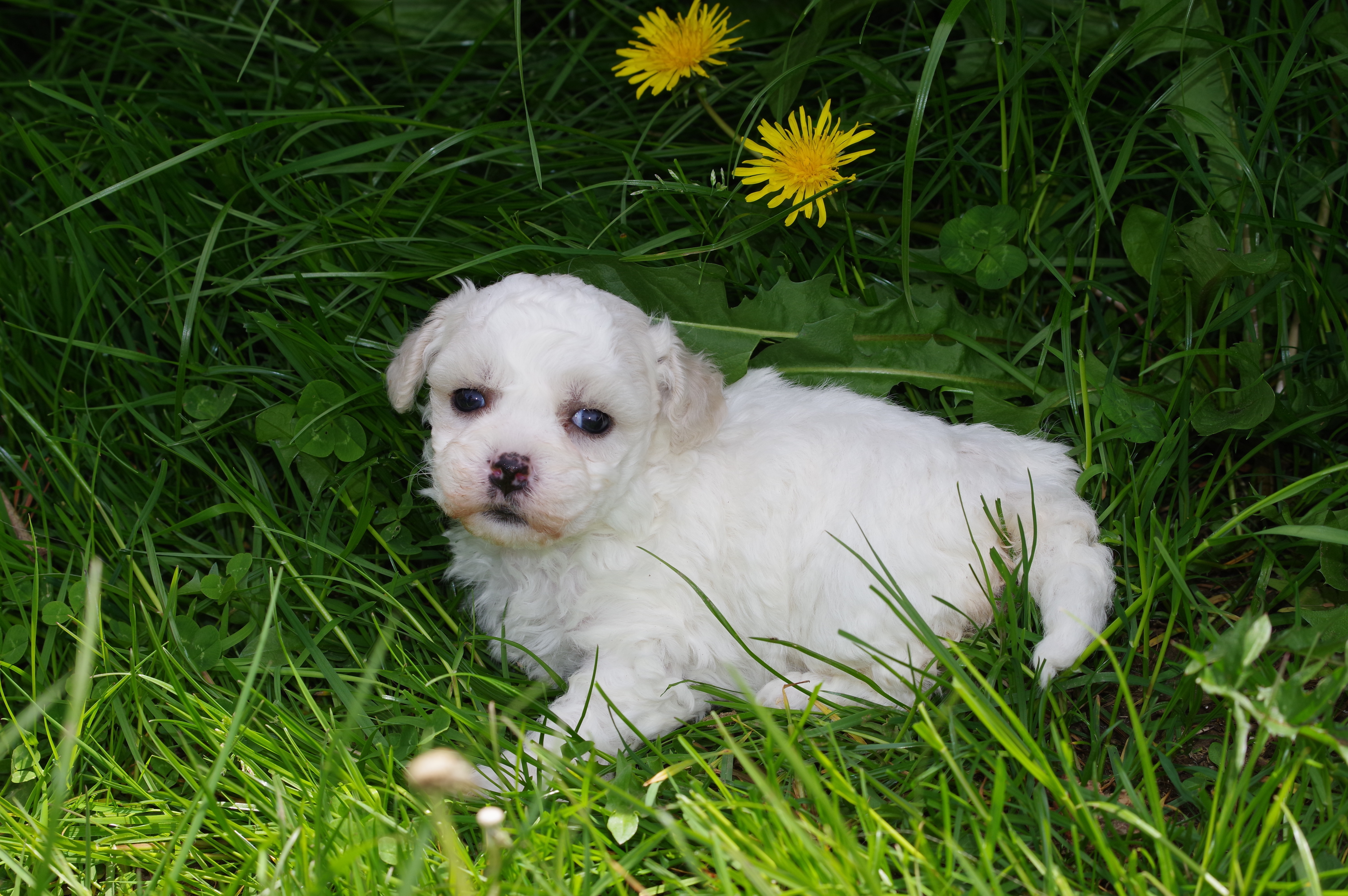 BICHON FRISE N1 JOLY