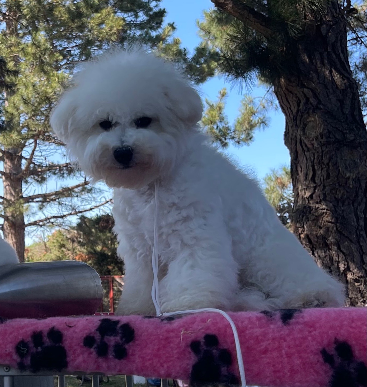 BICHON_FRISE_RIVIERAjpg.jpg