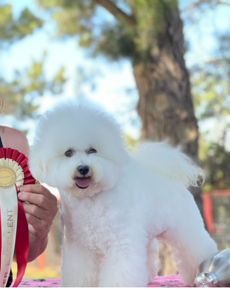 BICHON_FRISE_SNOWBALL.jpeg