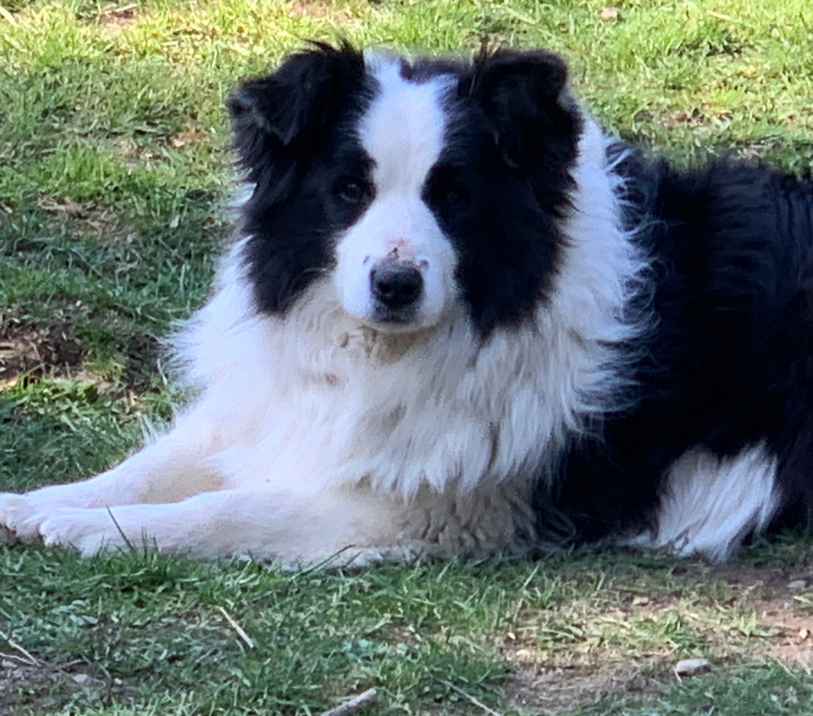 BORDER COLLIE copie