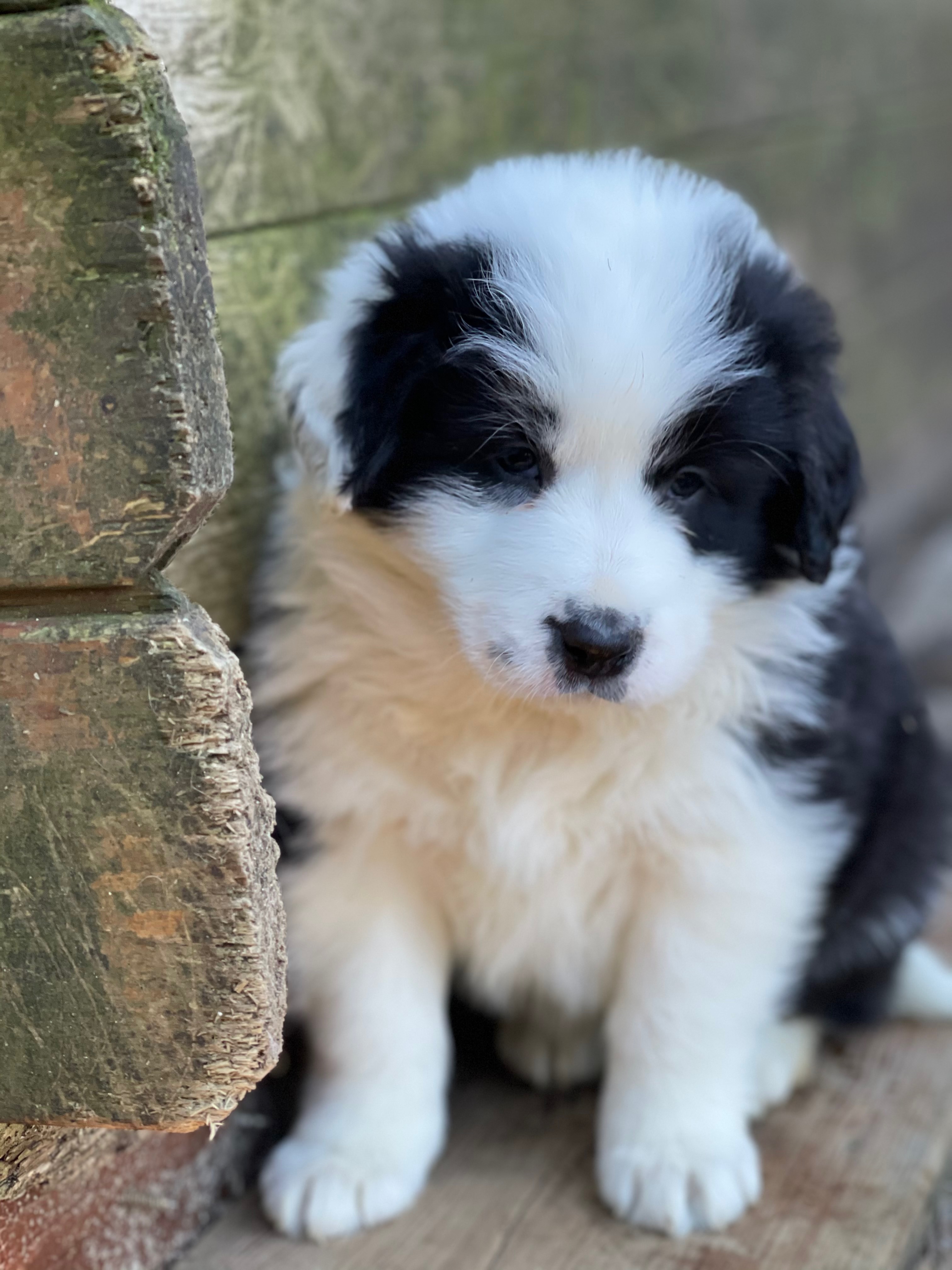 BORDER COLLIE B