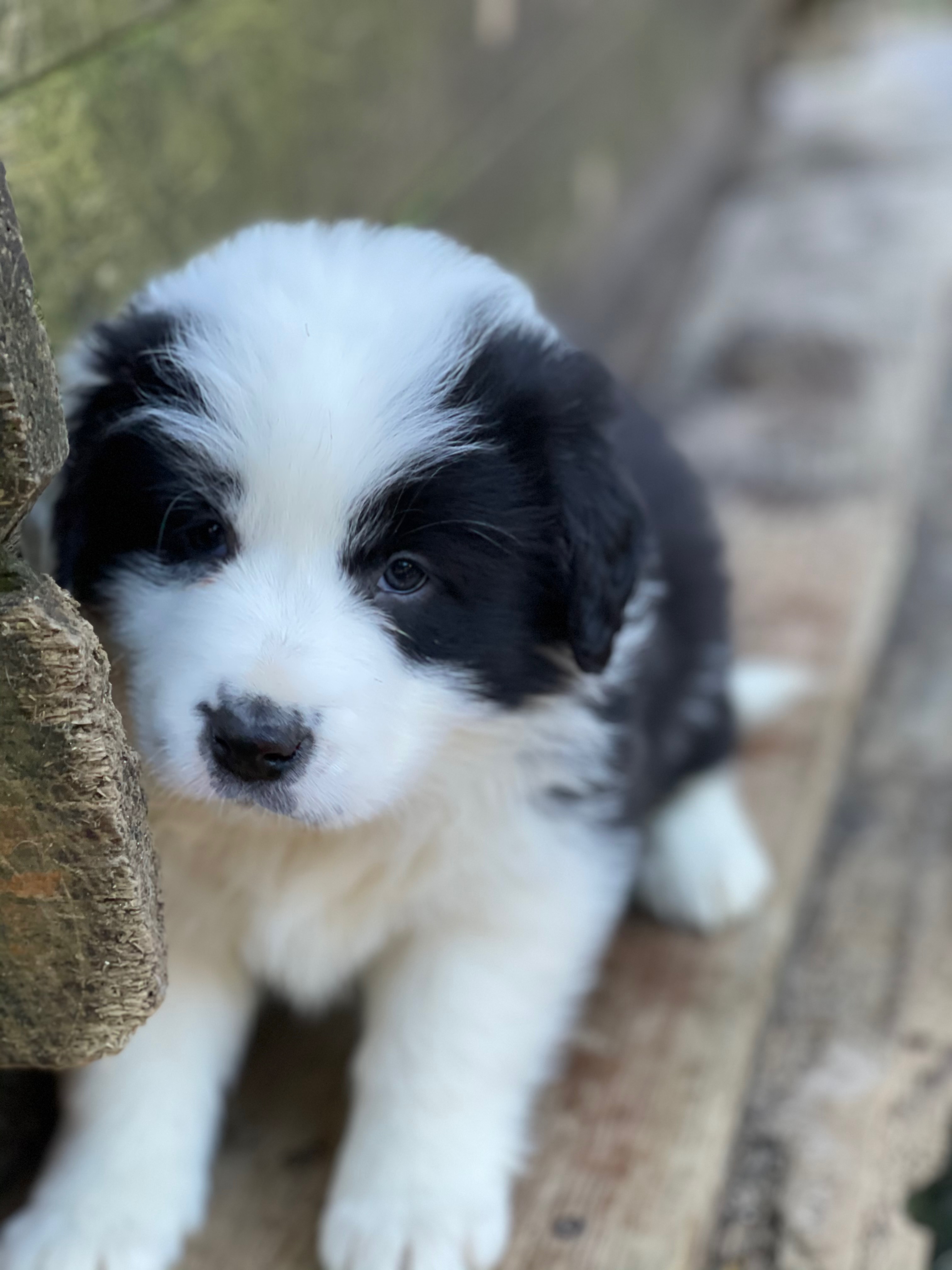 BORDER COLLIE C