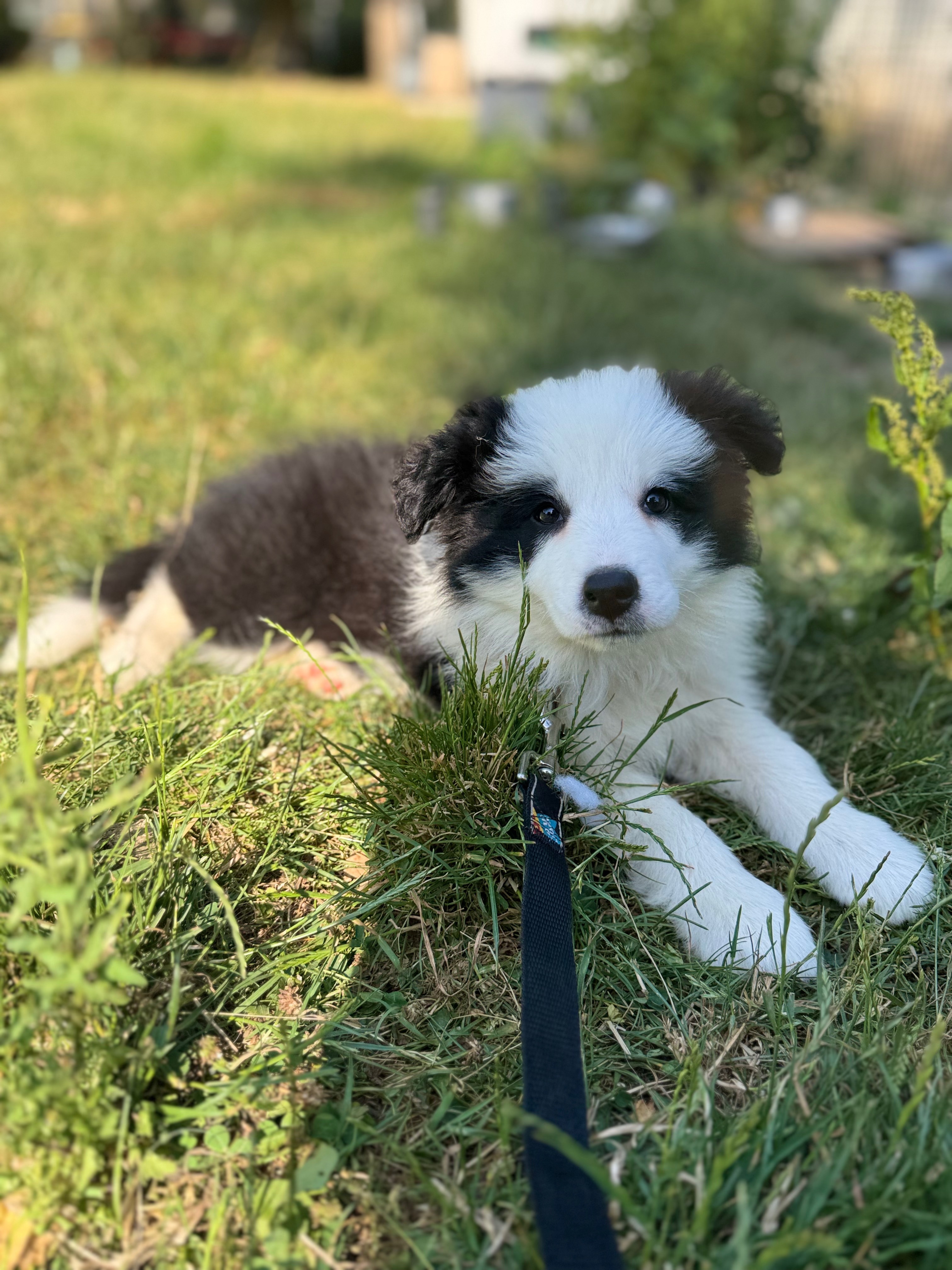 BORDER_COLLIE_DE_BEAUTE.jpeg