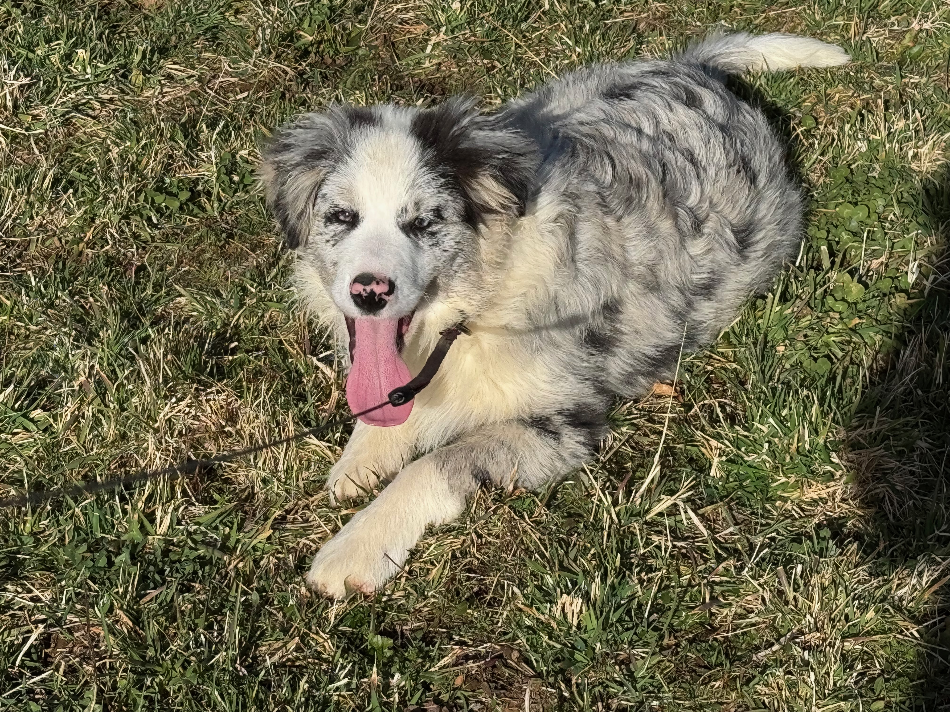 BORDER_COLLIE_DE_BEAUTE_1.jpeg