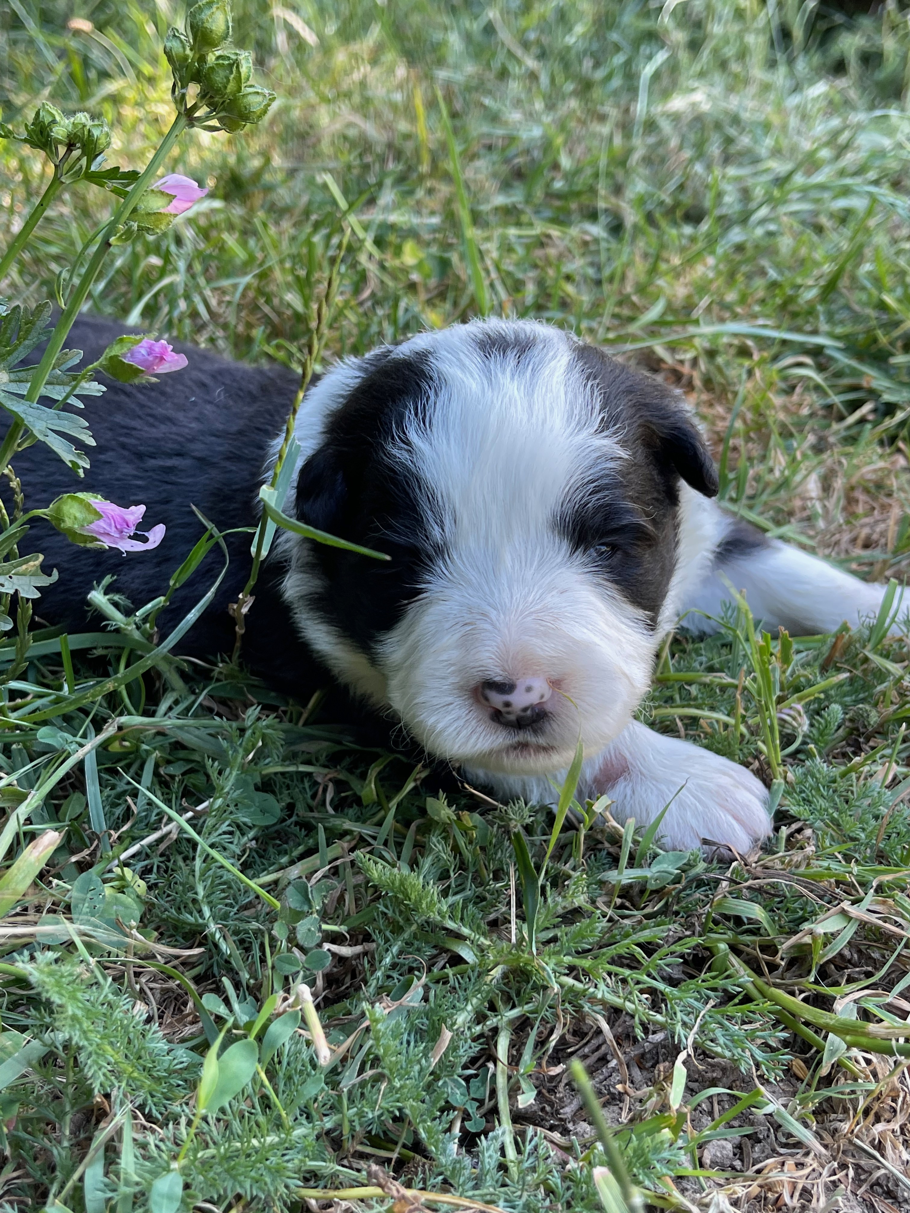 BORDER_COLLIE_DE_BEAUTE_F_N2_RICH.jpeg