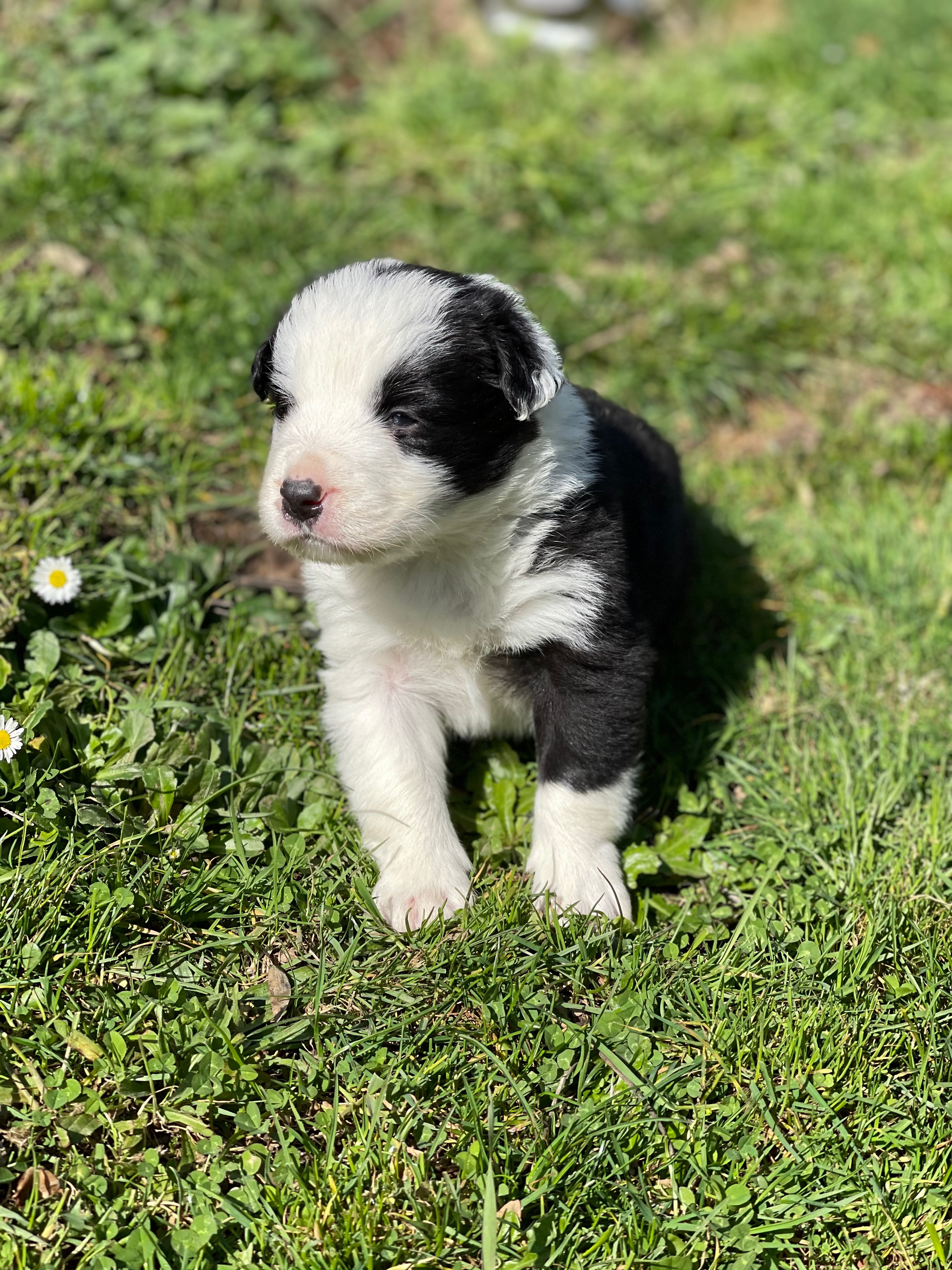 BORDER_COLLIE_DE_BEAUTE_MAL3.jpg