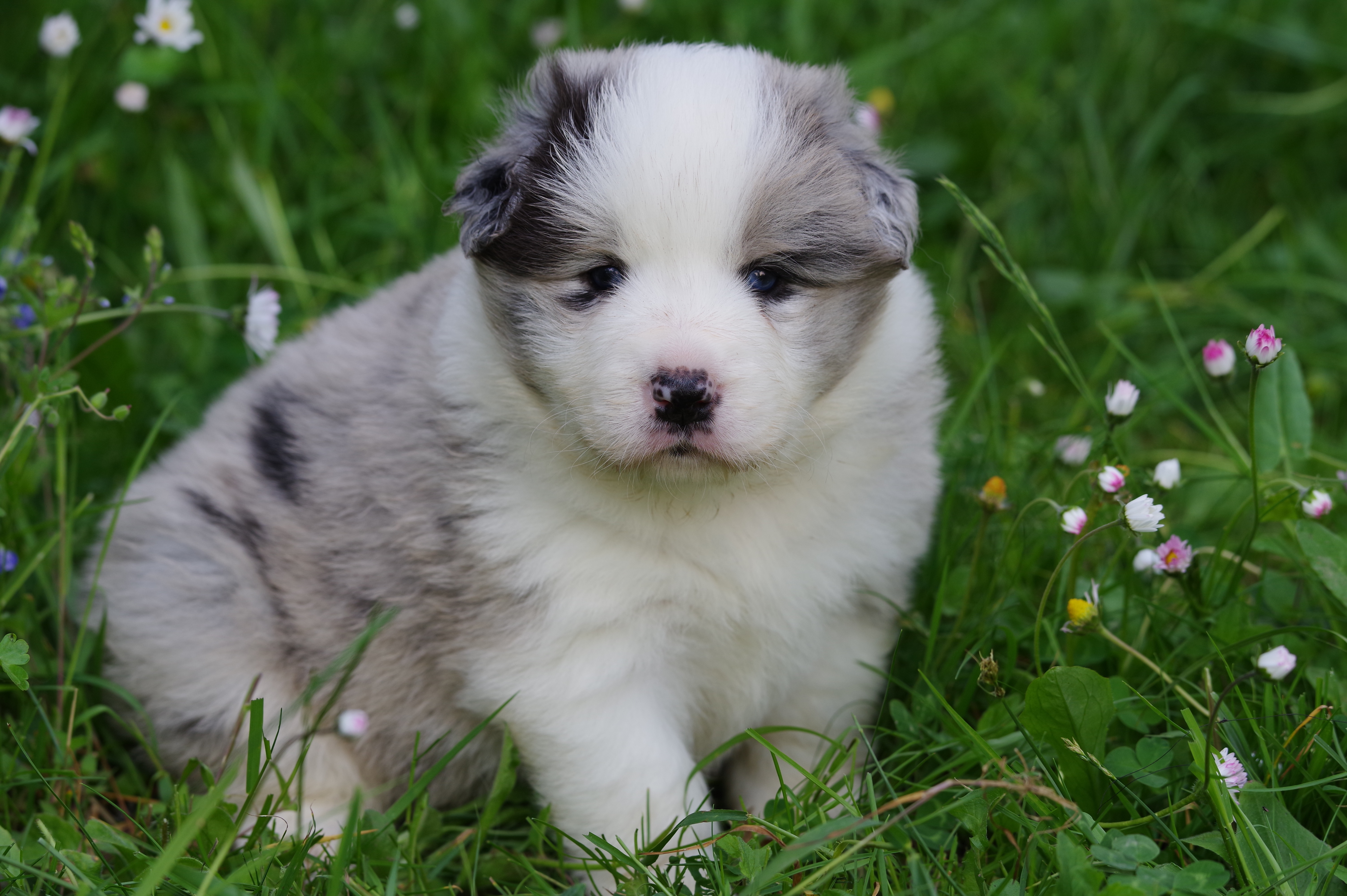 BORDER_COLLIE_DE_BEAUTE_MLN1.jpg