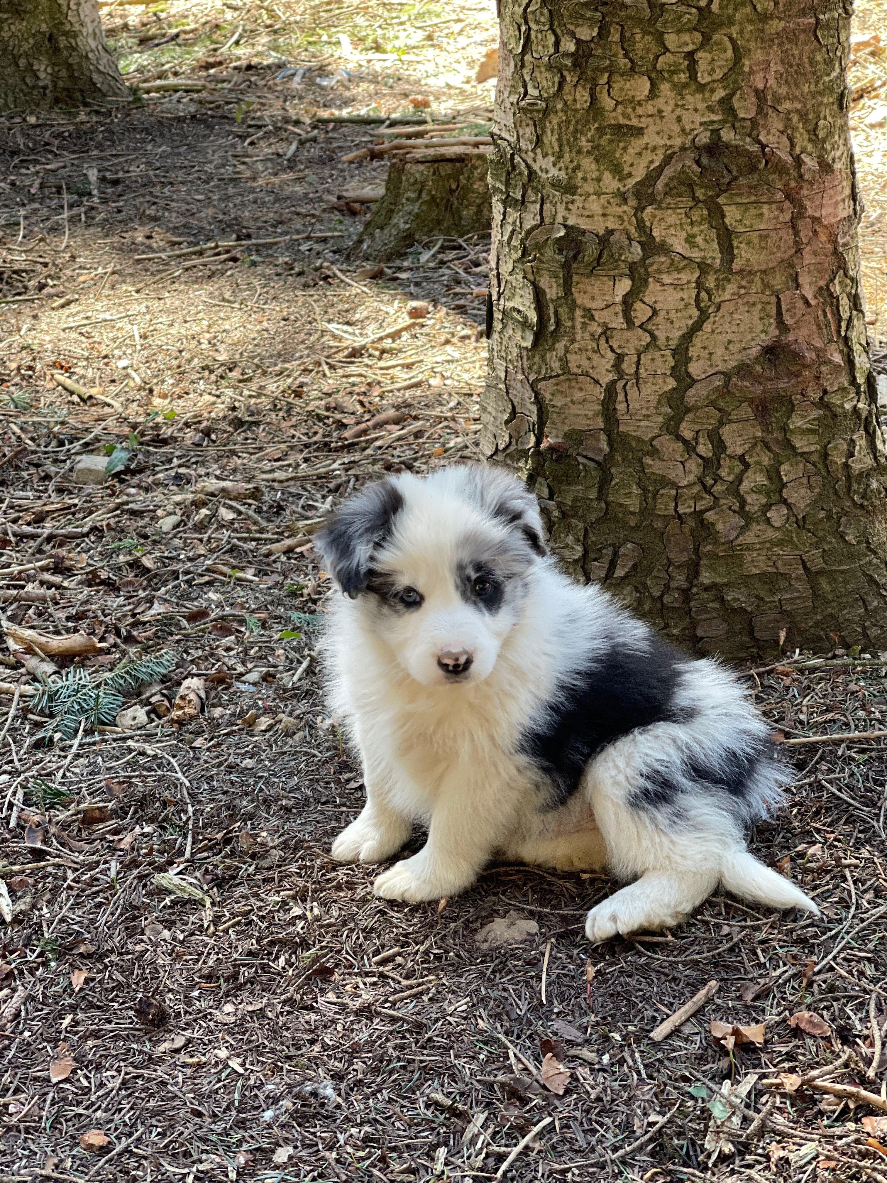 BORDER_COLLIE_DE_BEAUTE_ML_N2.jpg