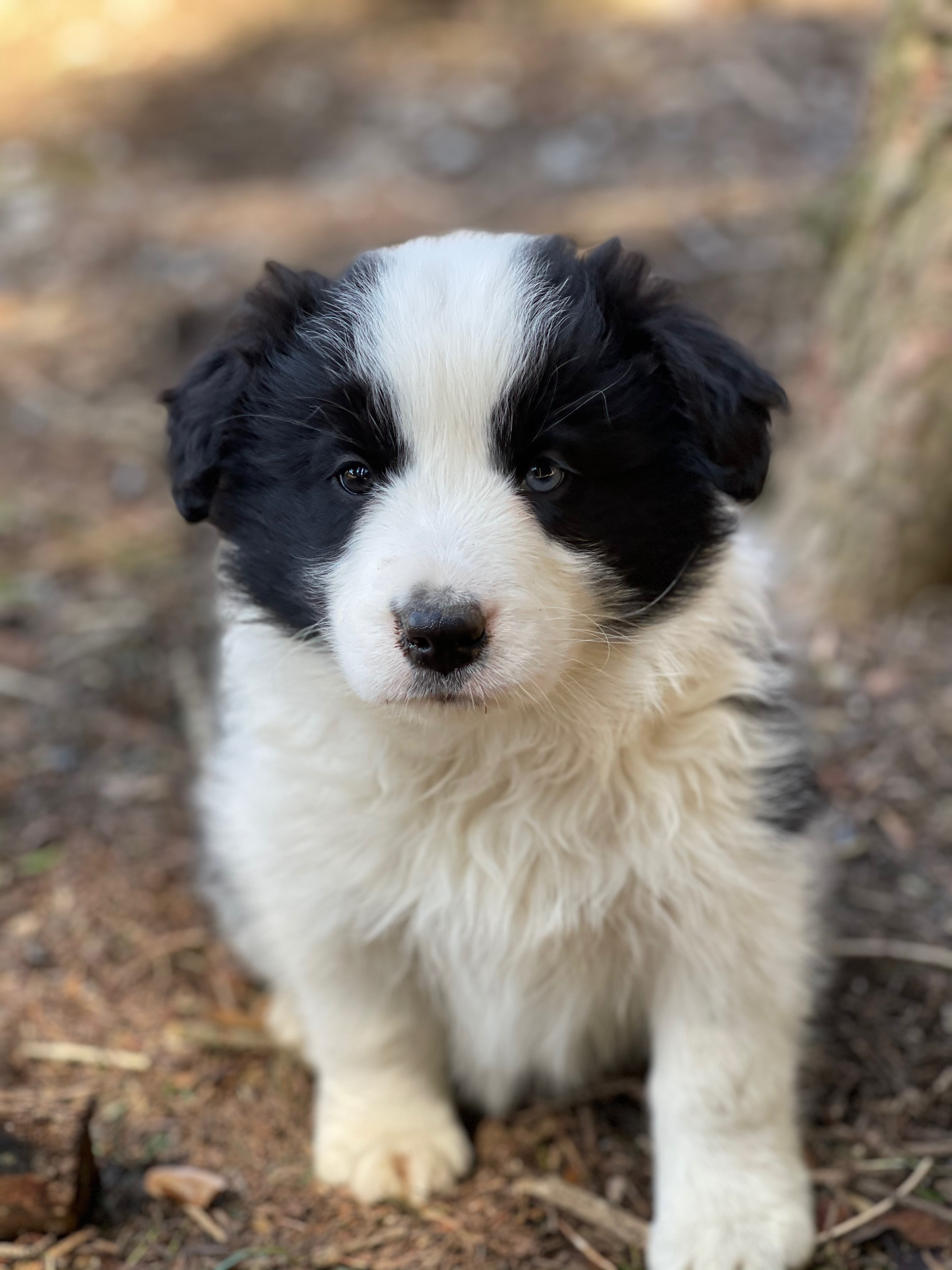 BORDER_COLLIE_DE_BEAUTE_ML_N6.jpg