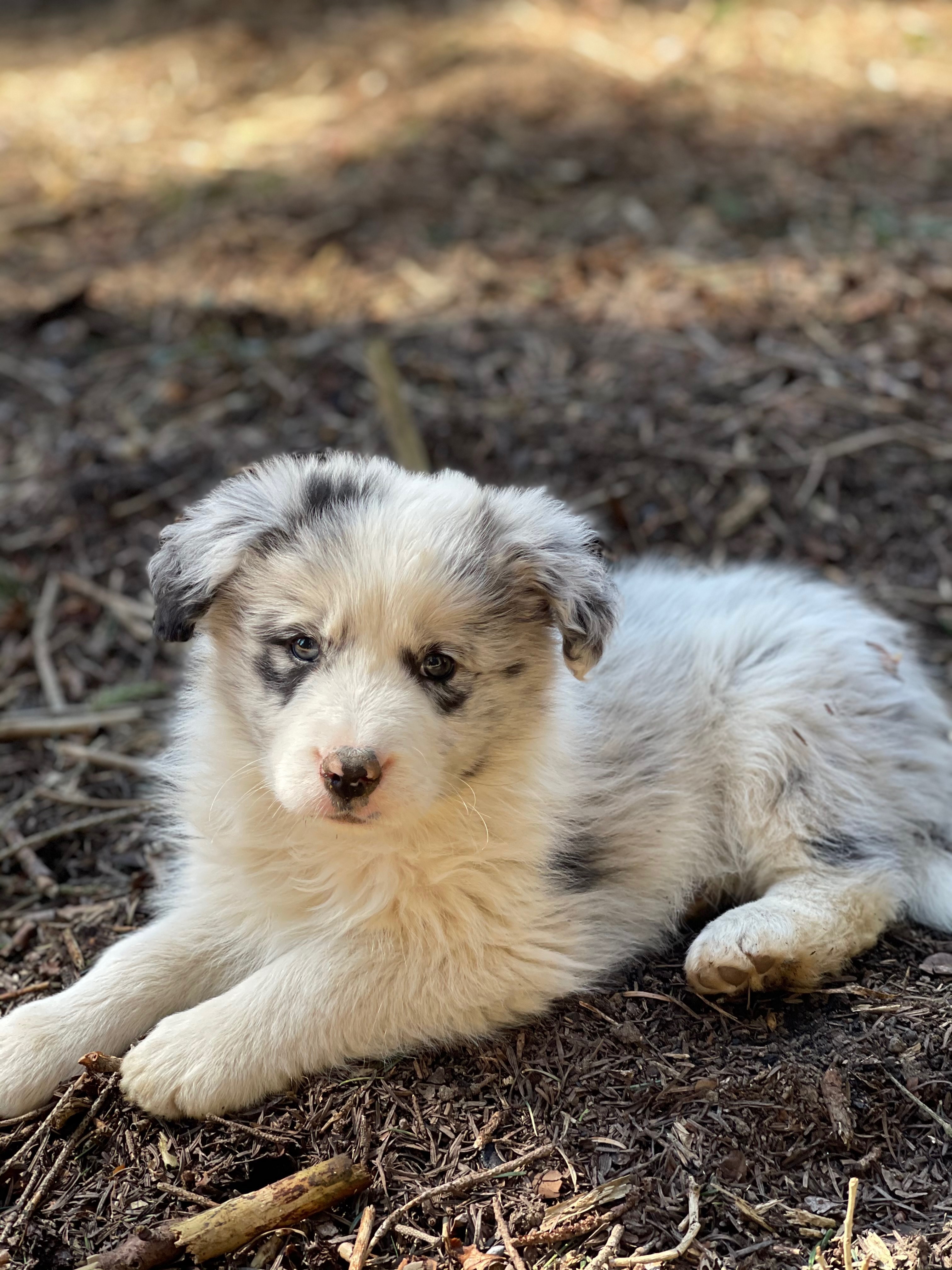 BORDER_COLLIE_DE_BEAUTE_ML_N_1.jpg