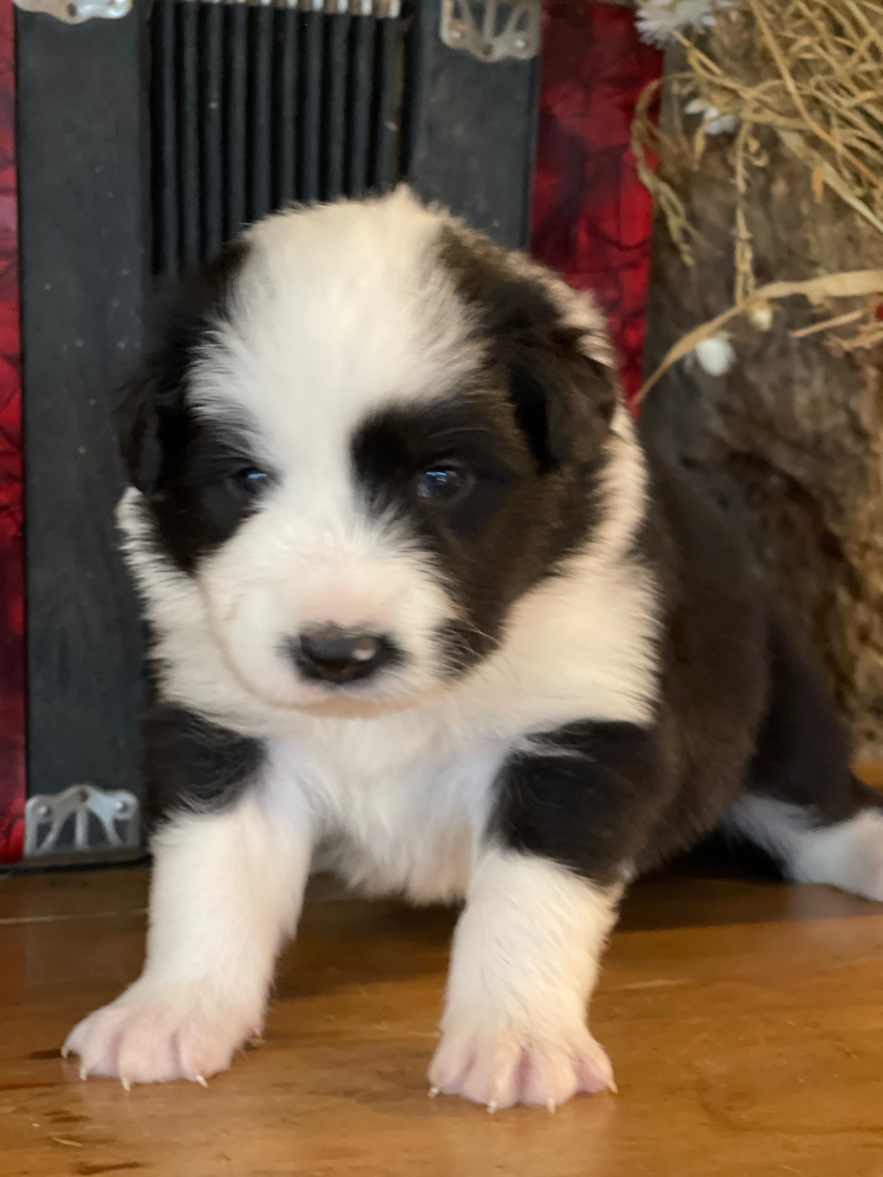 BORDER COLLIE DE BEAUTE M 2 JANE