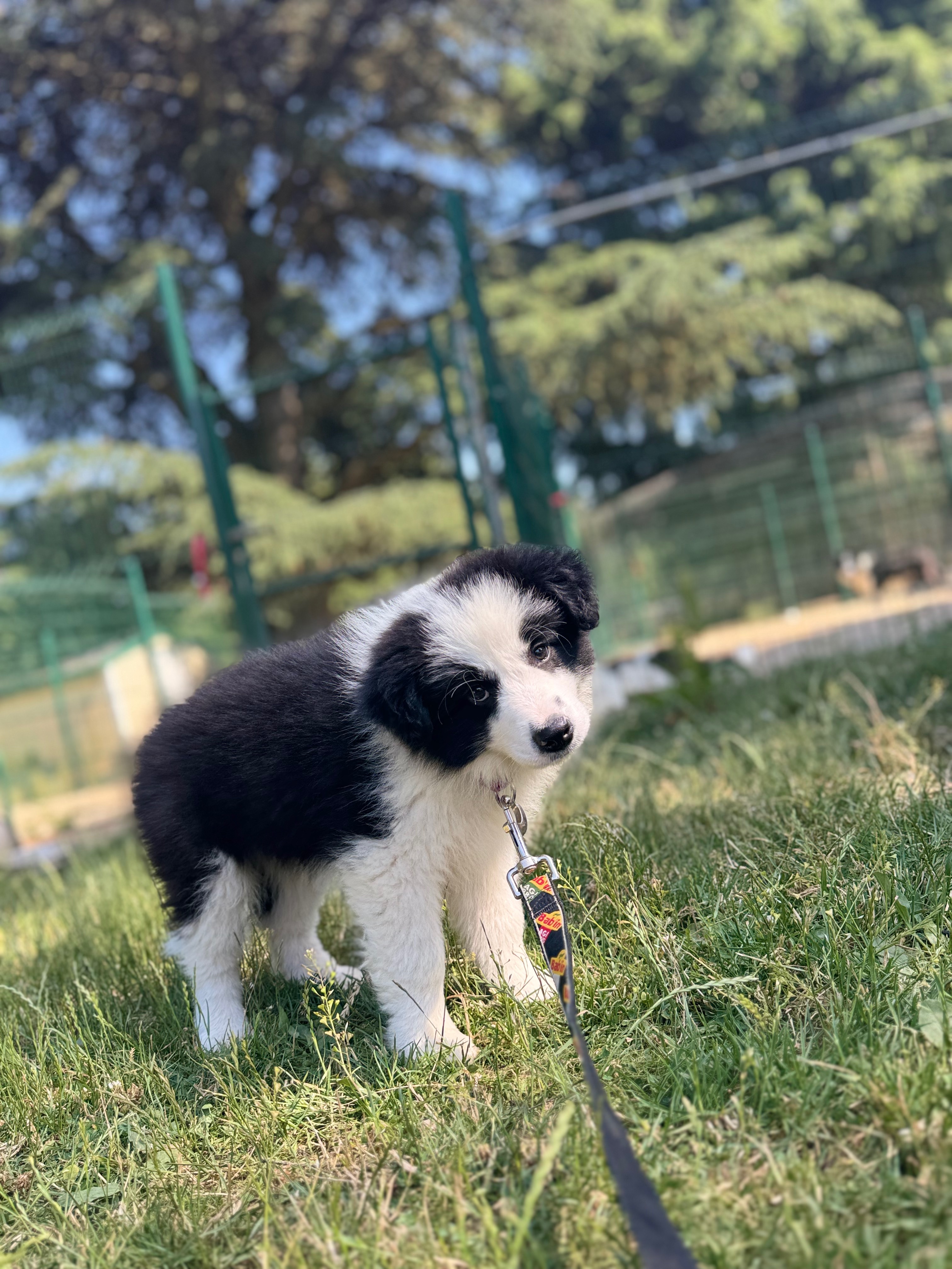 BORDER_COLLIE_DE_BEAUTE_REV.jpeg