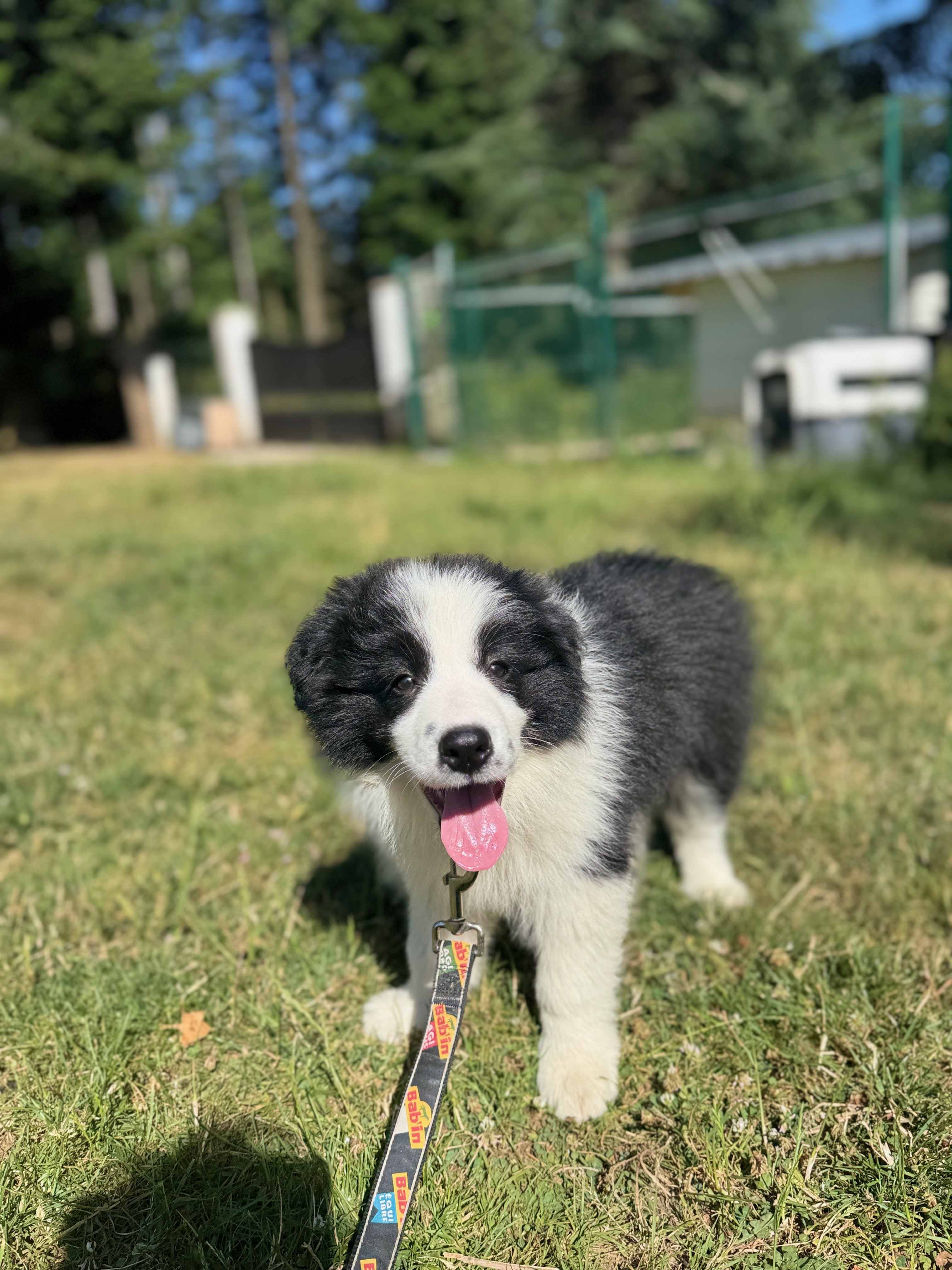 BORDER_COLLIE_DE_BEAUTE_REVA.jpeg