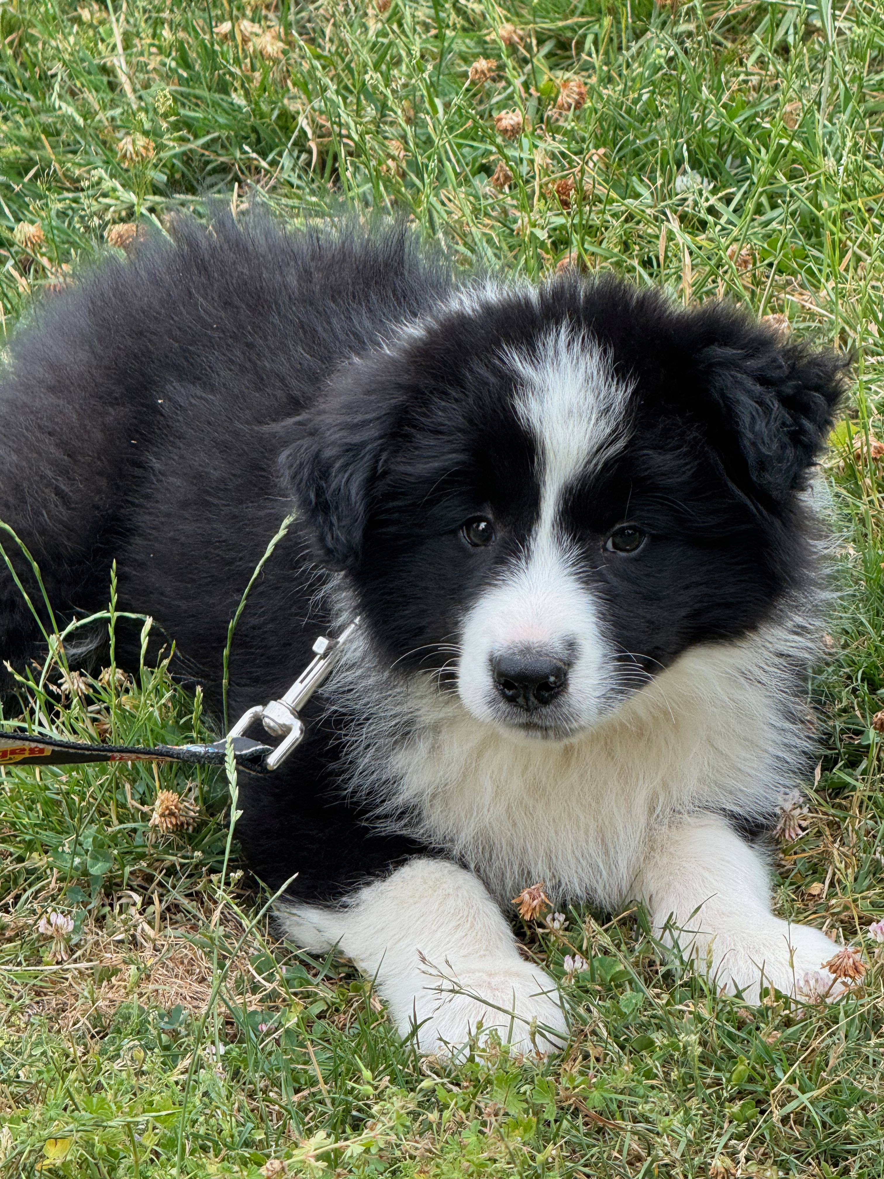 BORDER_COLLIE_DE_BEAUTE_REVA_L.jpeg