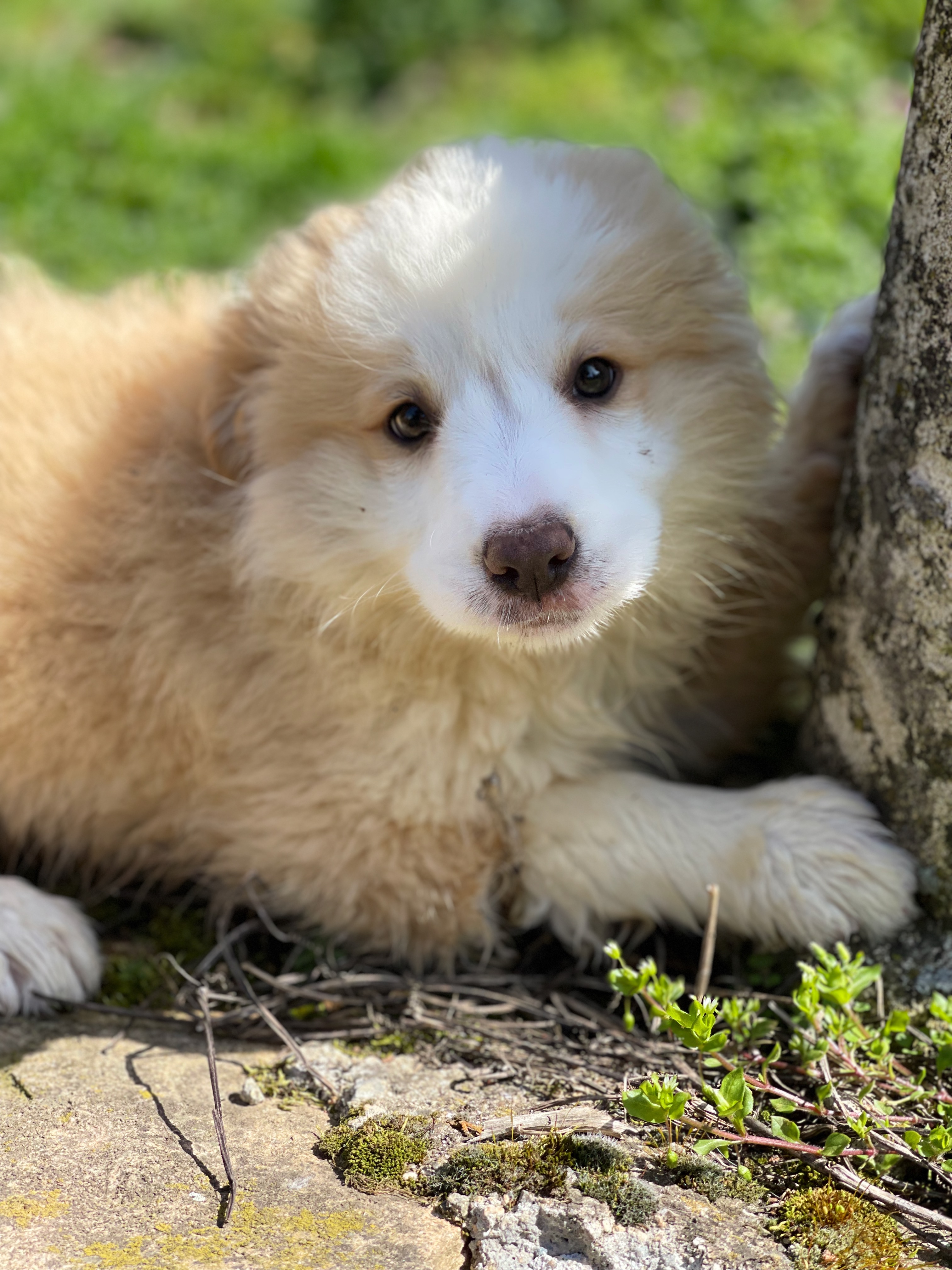 BORDER_COLLIE_DE_BEAUTE_UKITA.jpeg