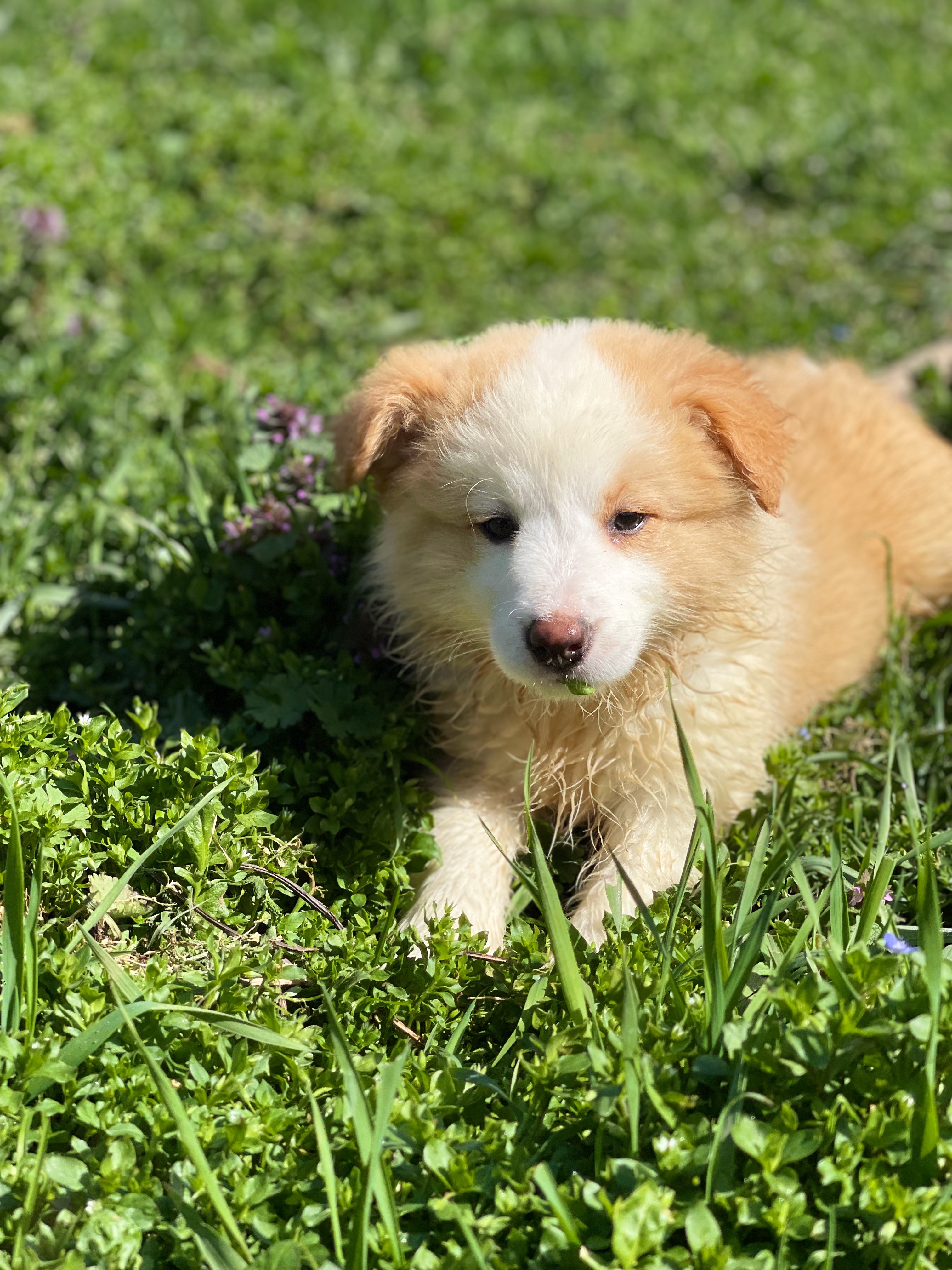 BORDER_COLLIE_DE_BEAUTE_ULILAS.jpeg