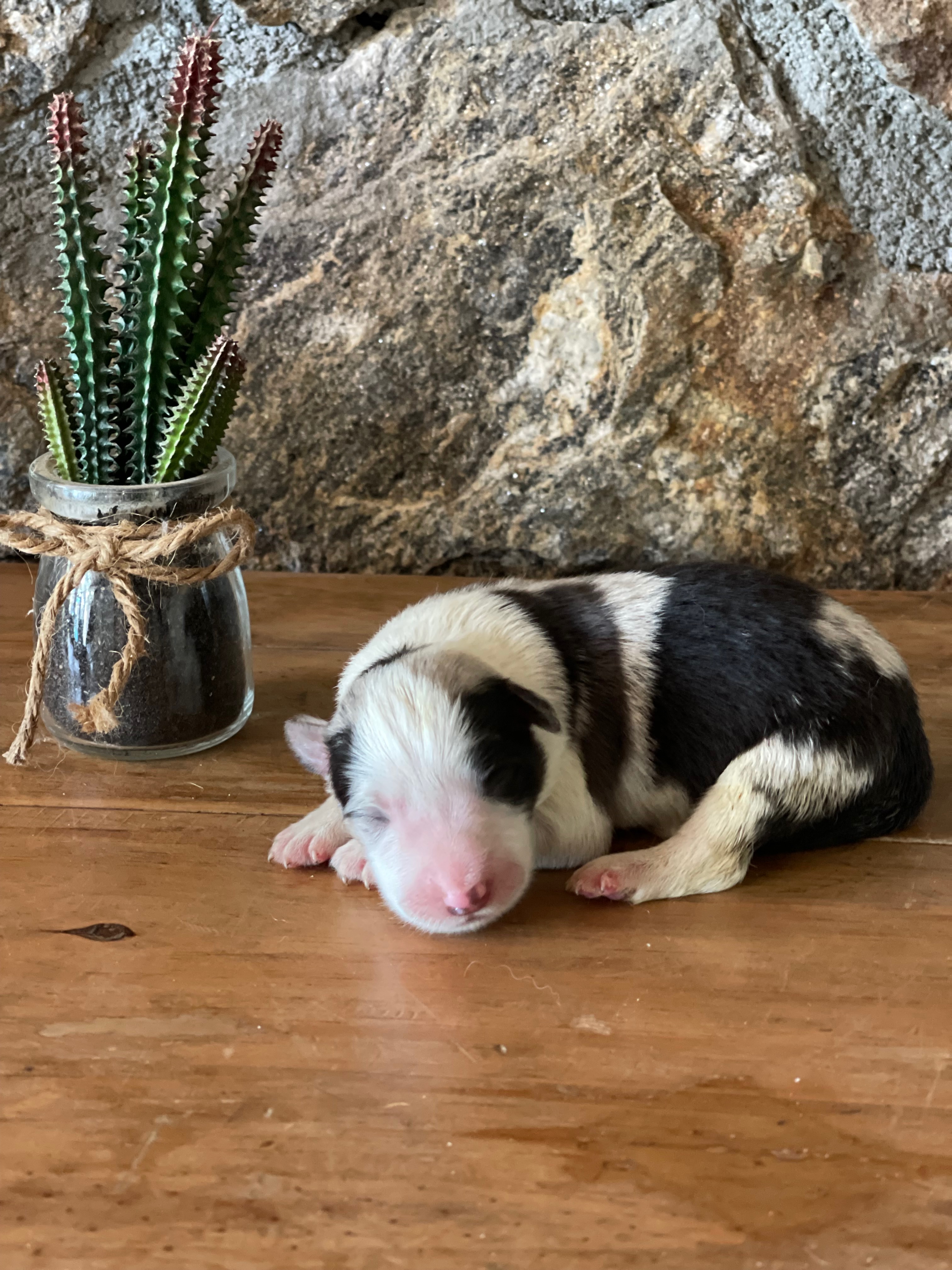 BORDER COLLIE FEMMELLE N1 