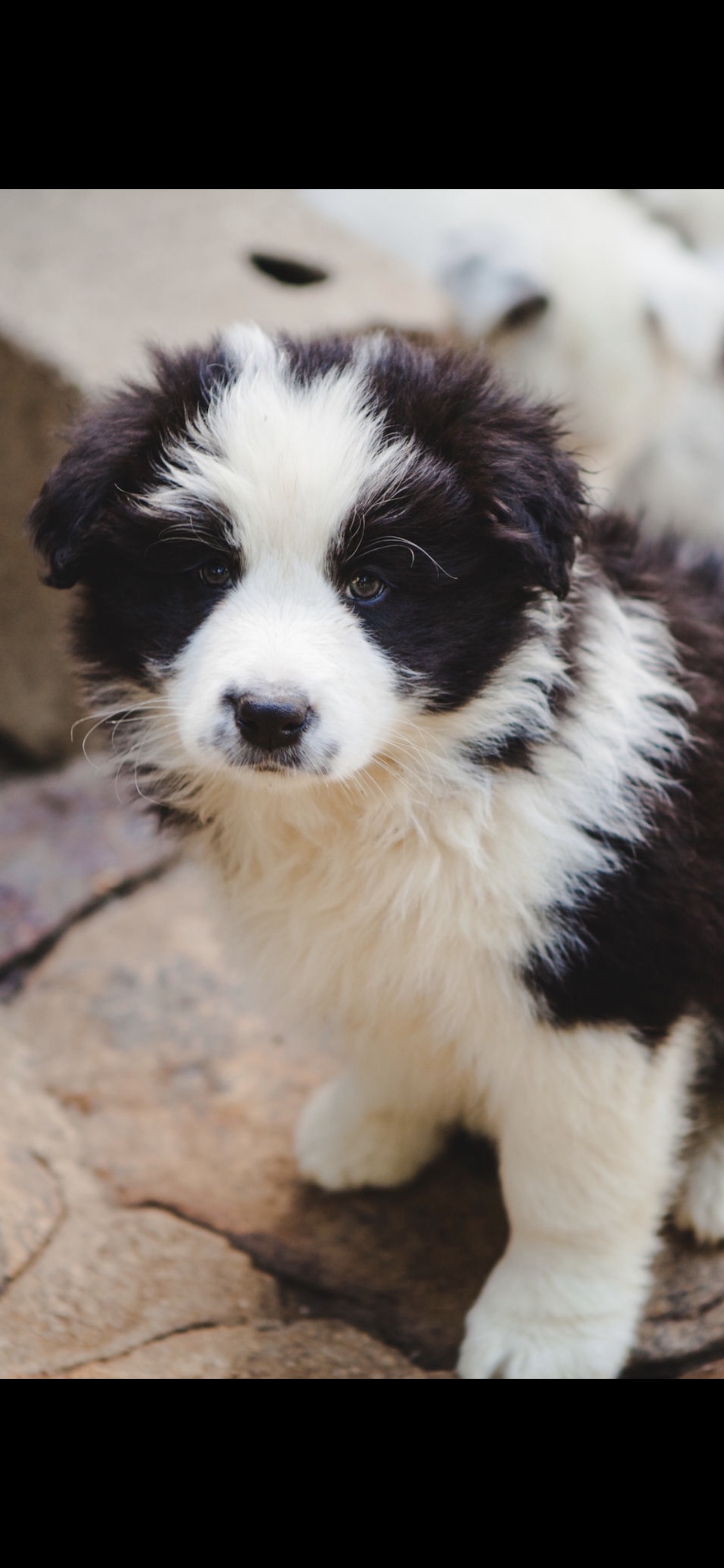 BORDER COLLIE F N2