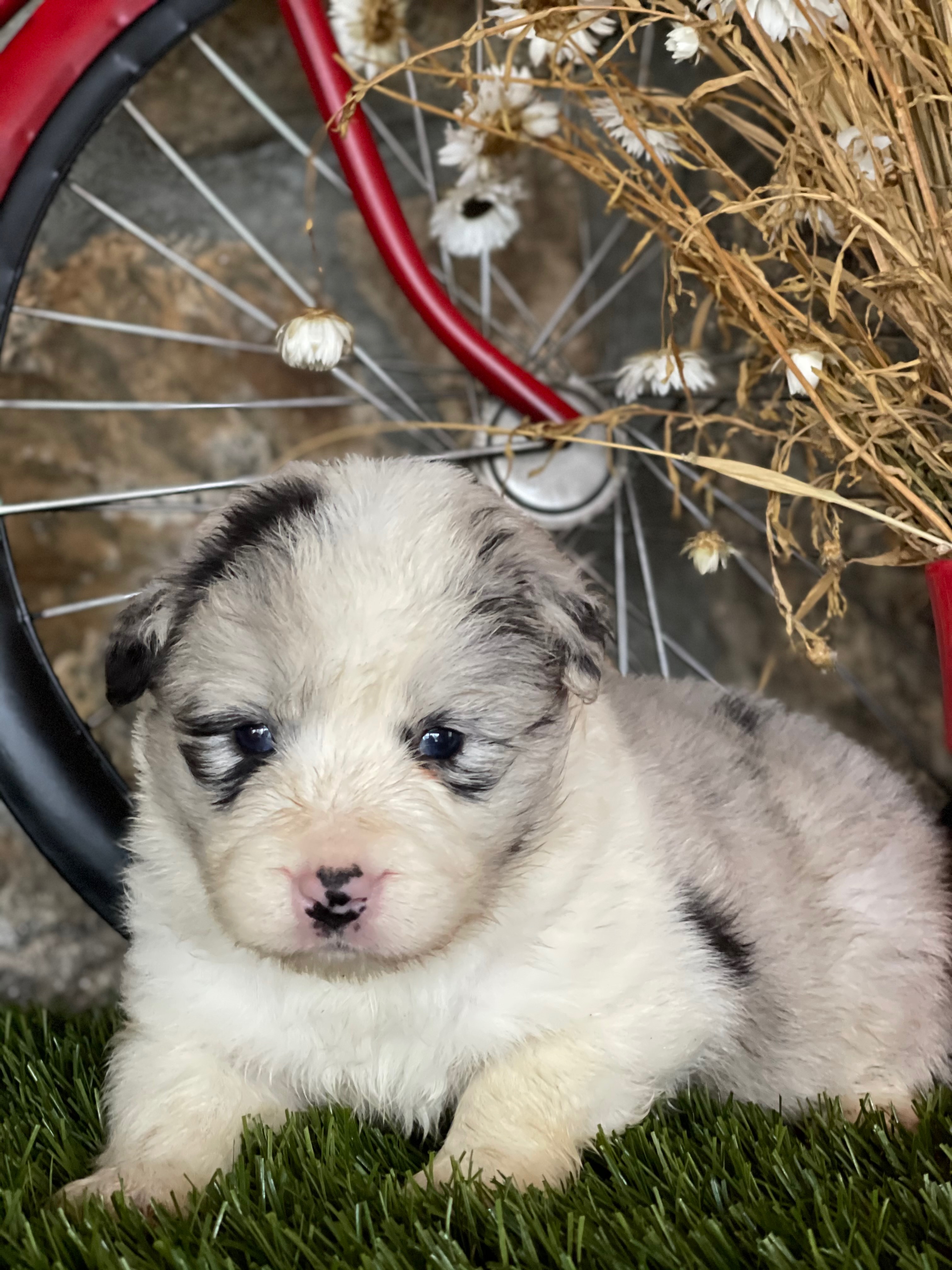 BORDER_COLLIE_MALE_1.jpg