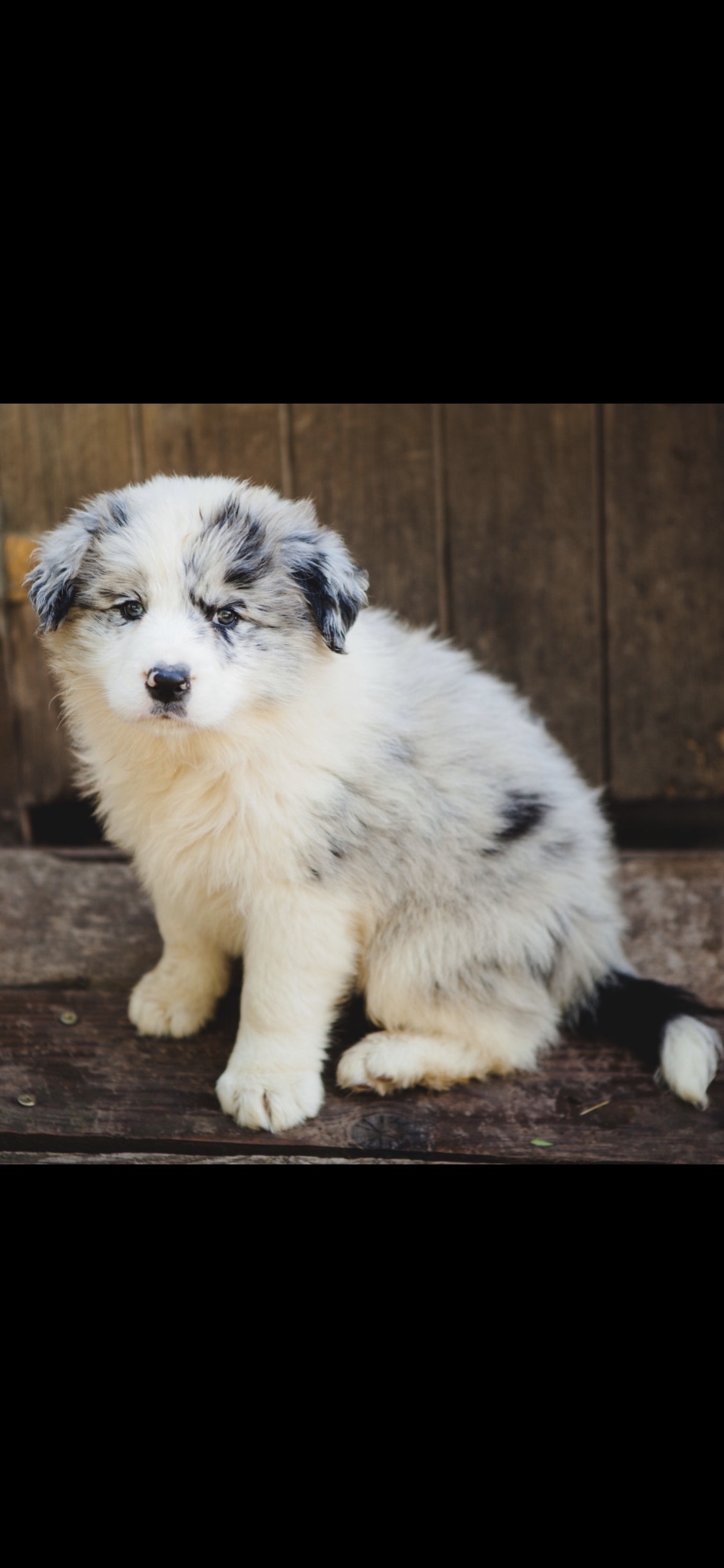 BORDER COLLIE MALE N3