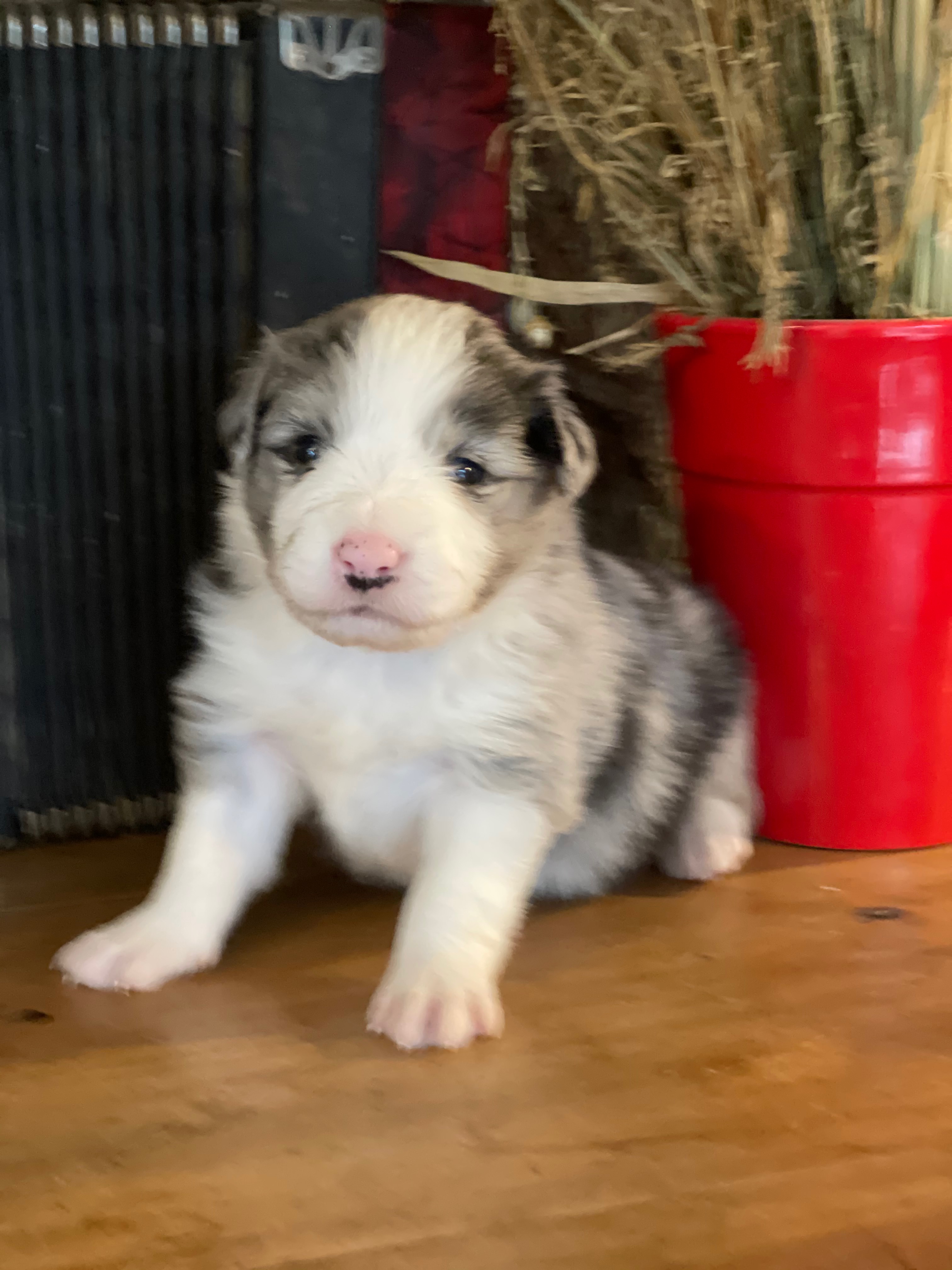 BORDER COLLIE MALE N3 JANE