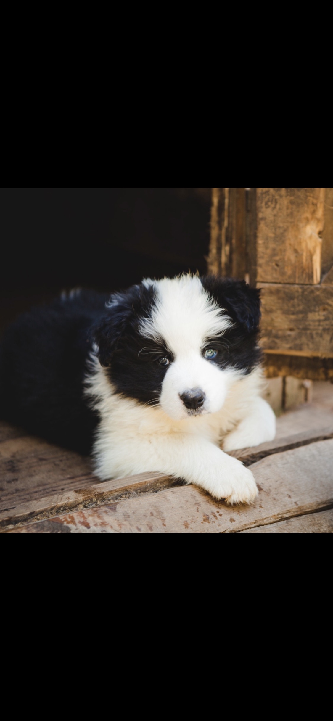 BORDER COLLIE MALE N4