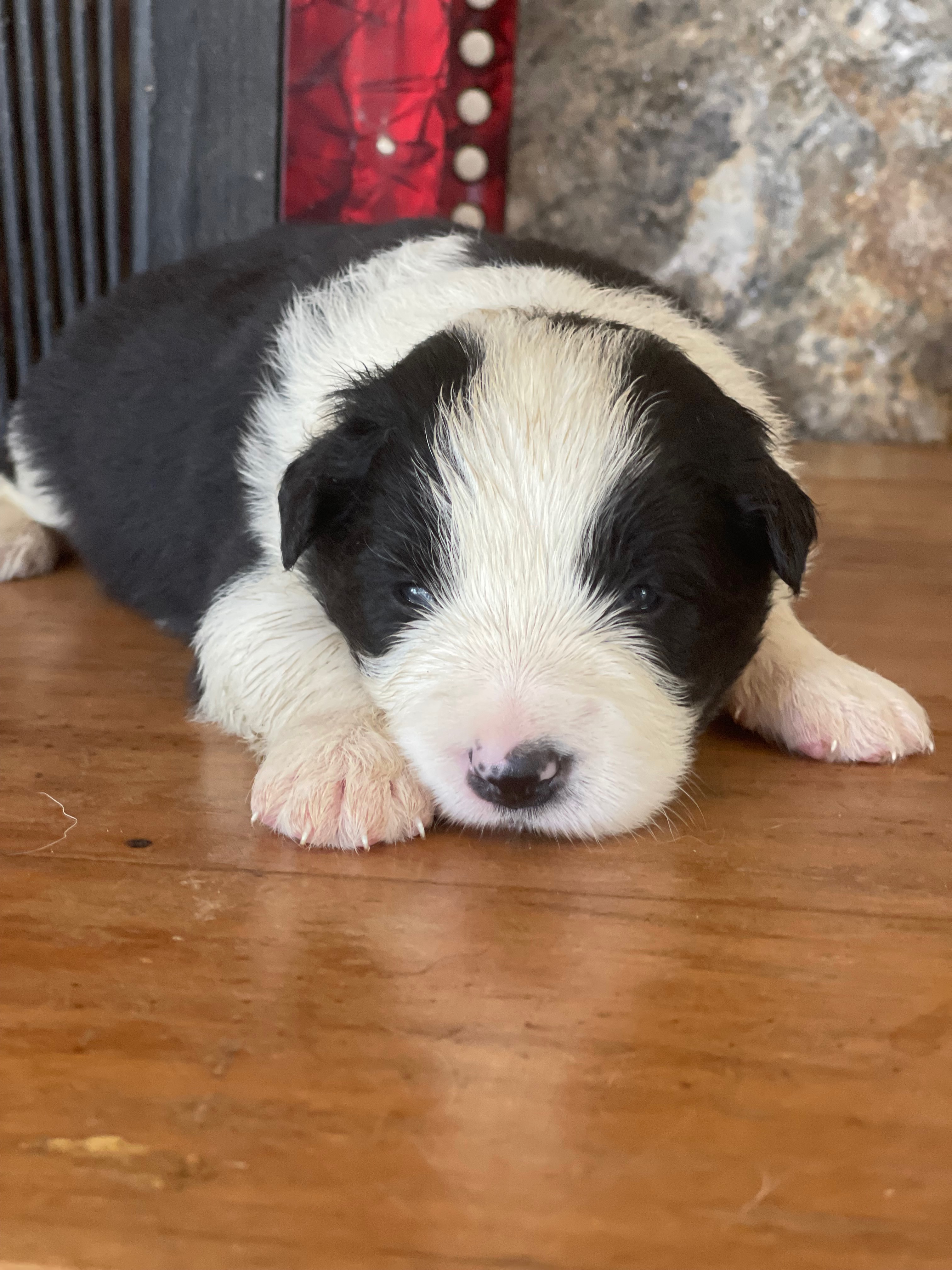 BORDER COLLIE MN3