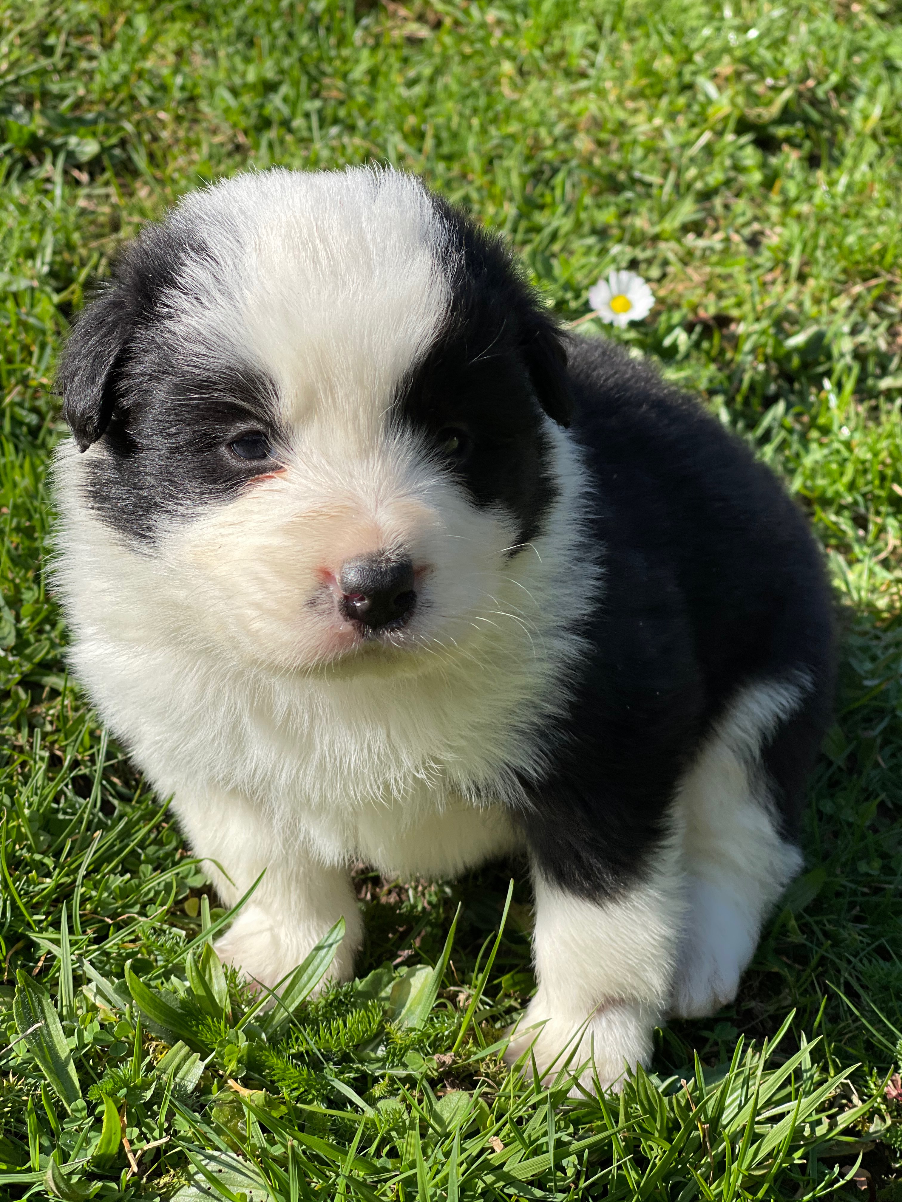 BORDER_COLLIE_N4.jpg