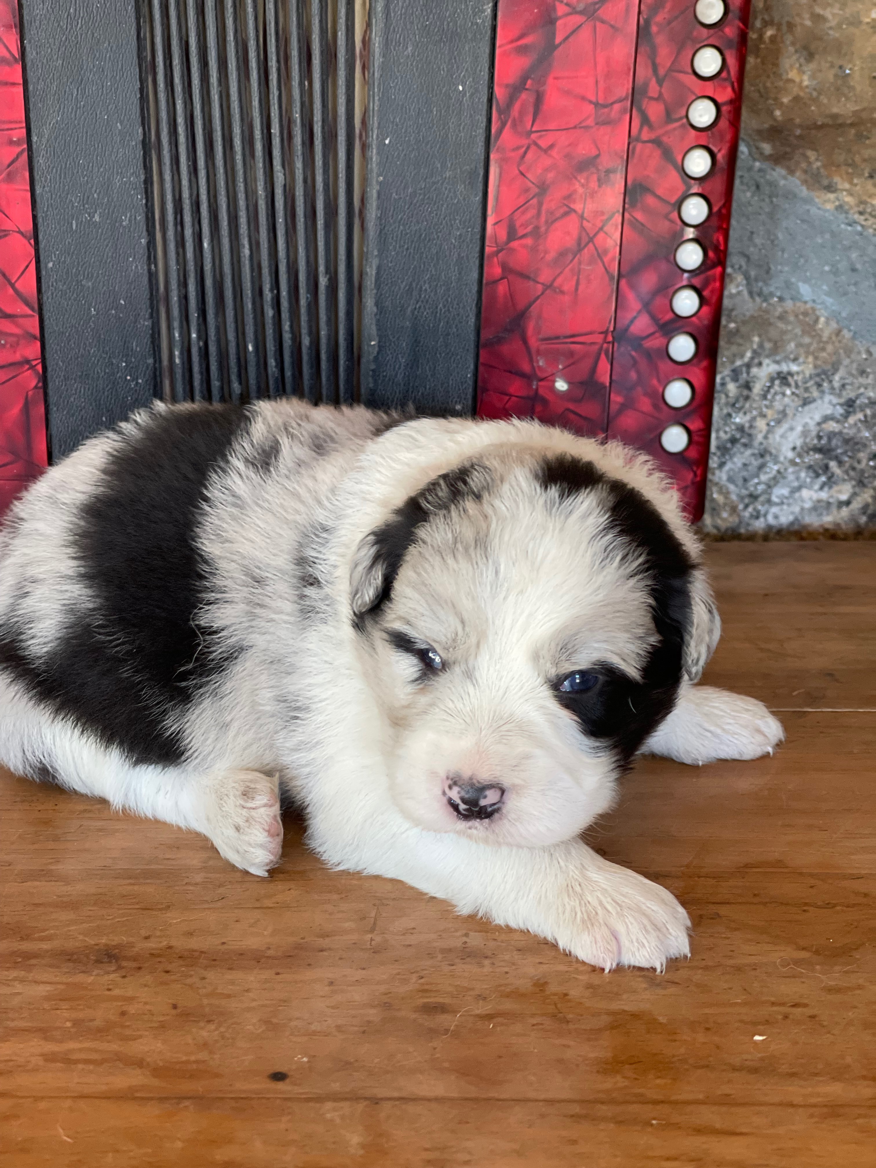 BORDER COLLIE N5NEIGE