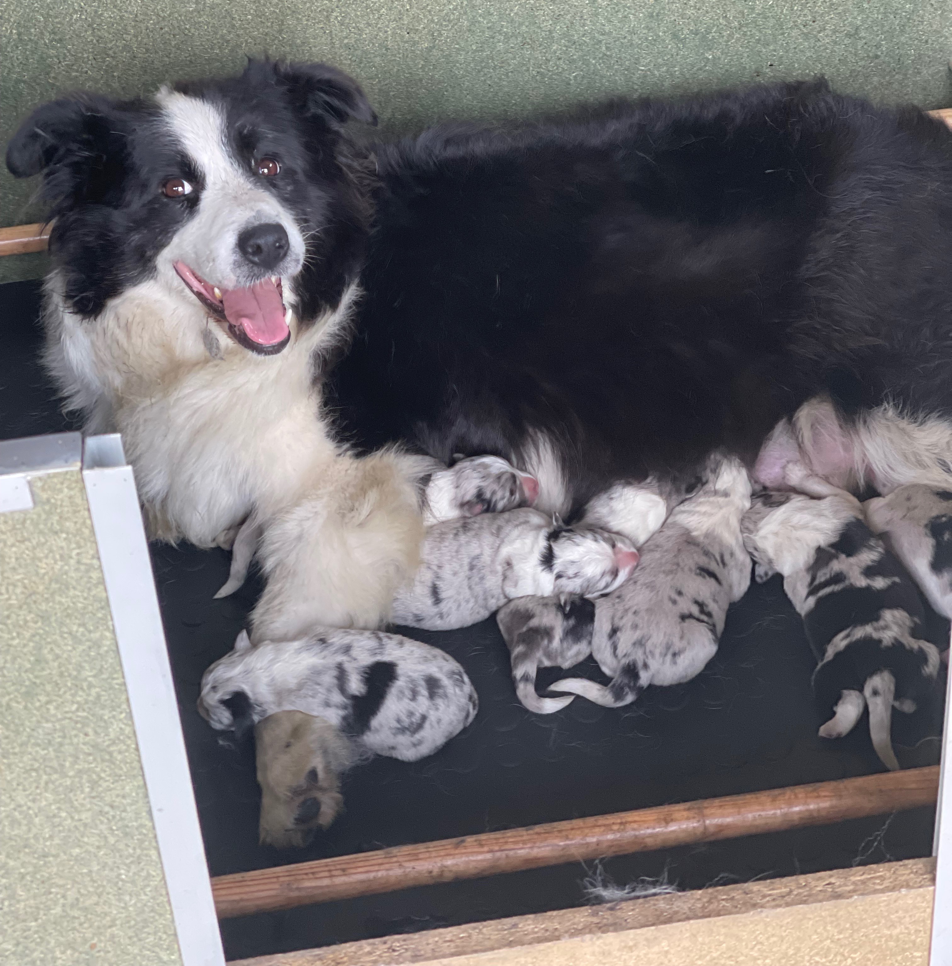 BORDER_COLLIE_NEIGE.jpg