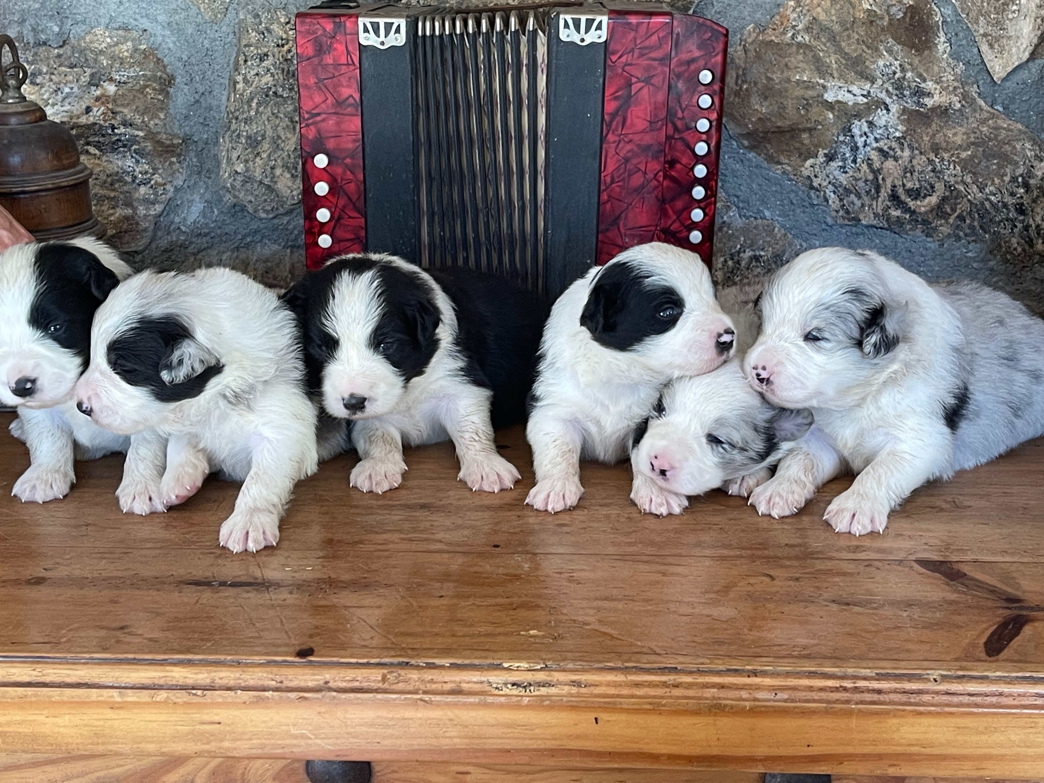 BORDER COLLIE PRETTY