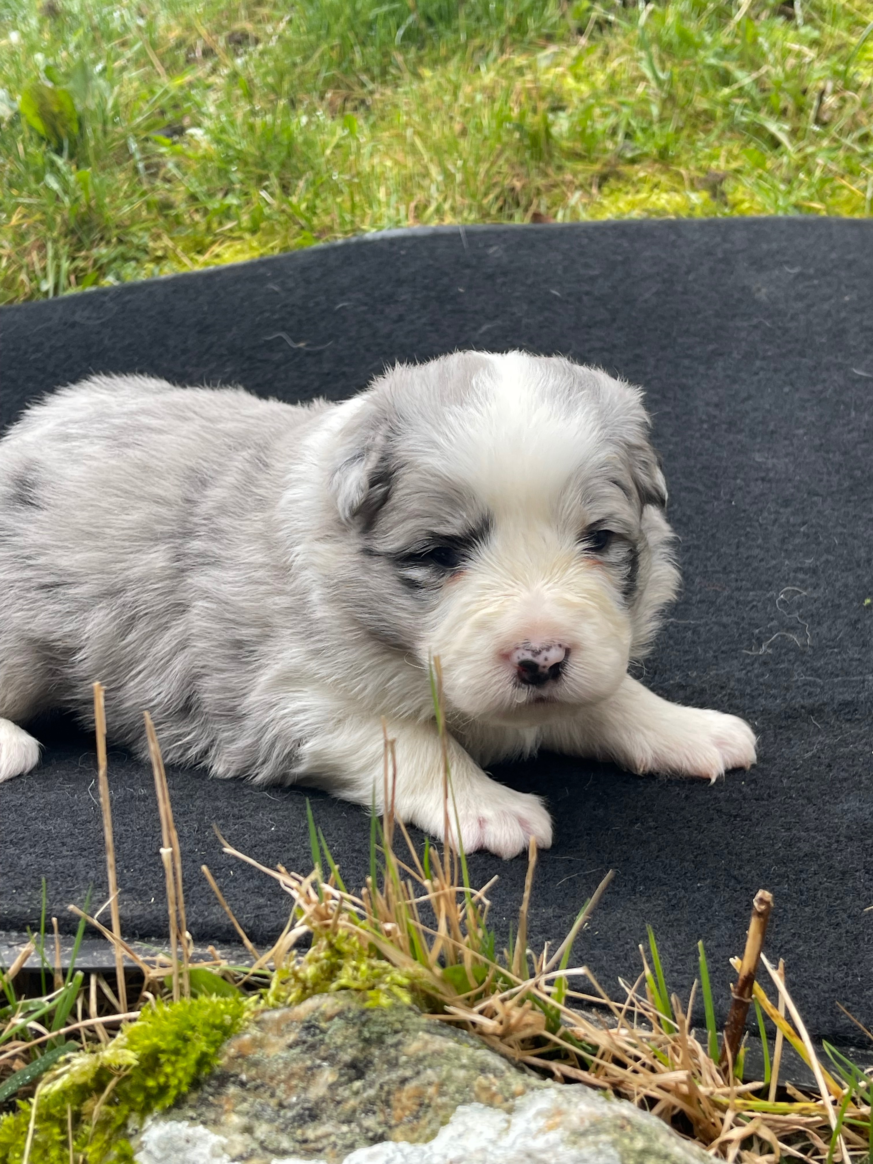 BORDER_COLLIE_SHOWF_N1_PRETTY.jpg