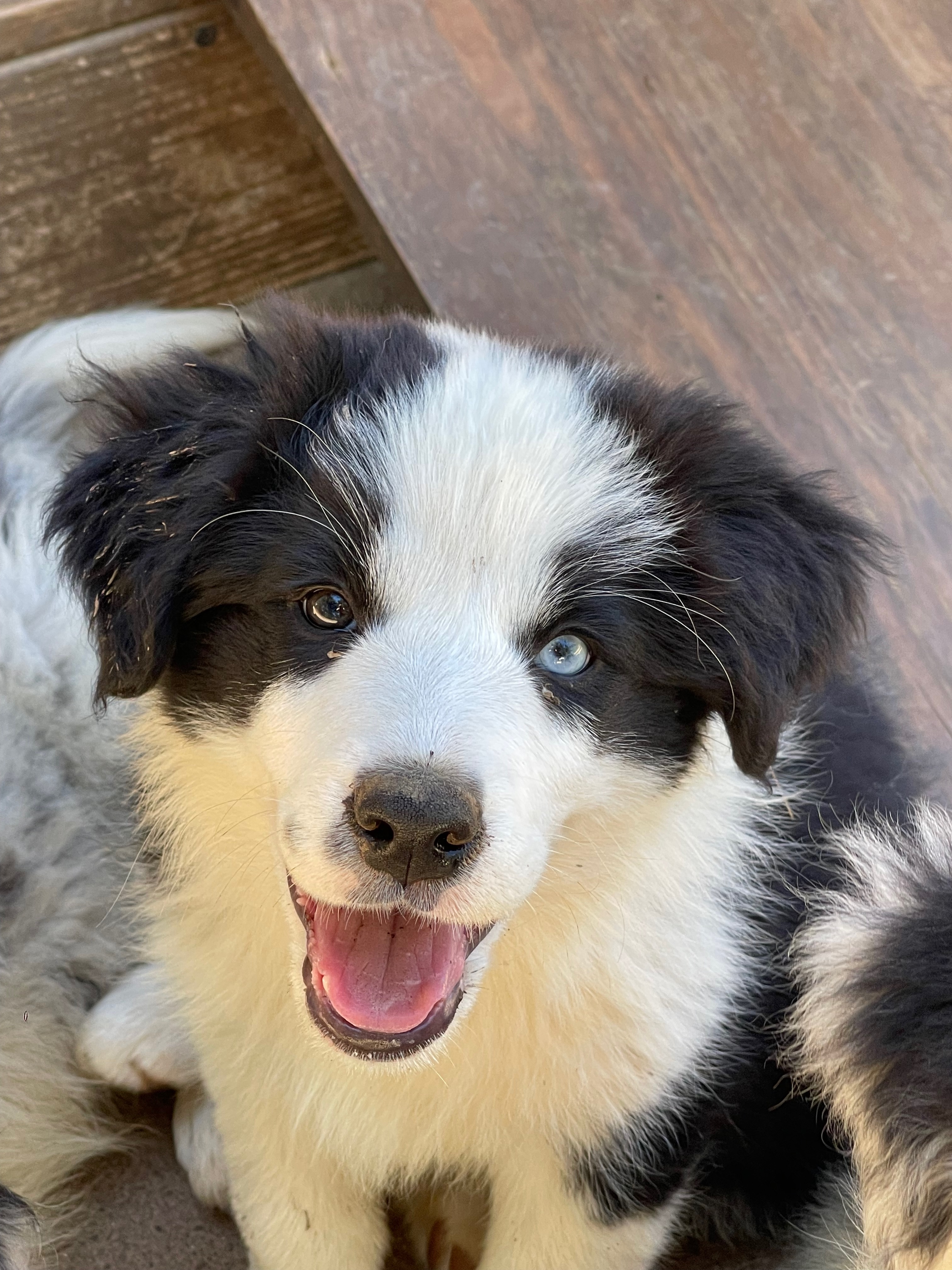 BORDER_COLLIE_SHOW_F3_TEQUILA.jpeg
