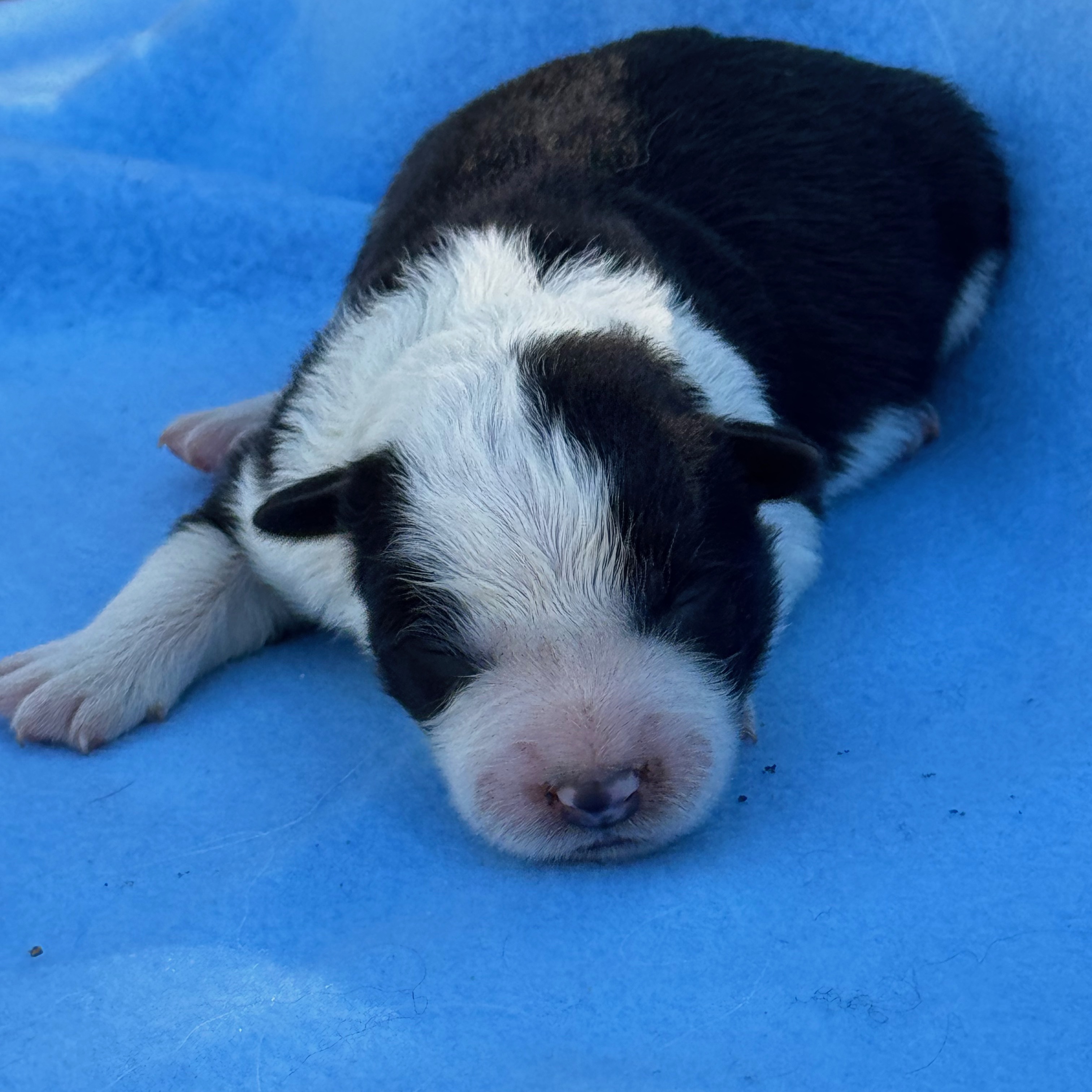 BORDER_COLLIE_SHOW_FEMELLE_N_1.jpeg