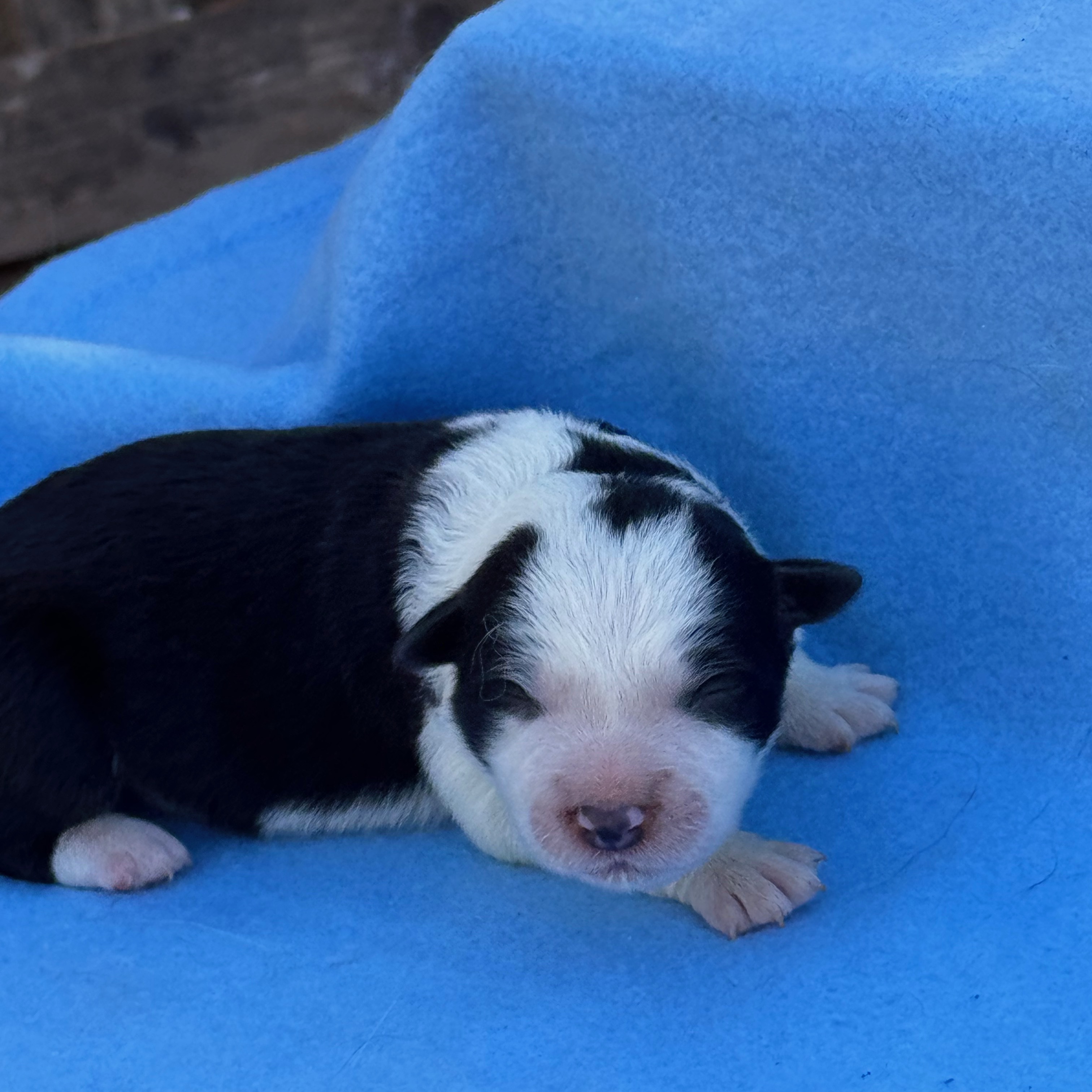 BORDER_COLLIE_SHOW_FEMELLE_N_2.jpeg