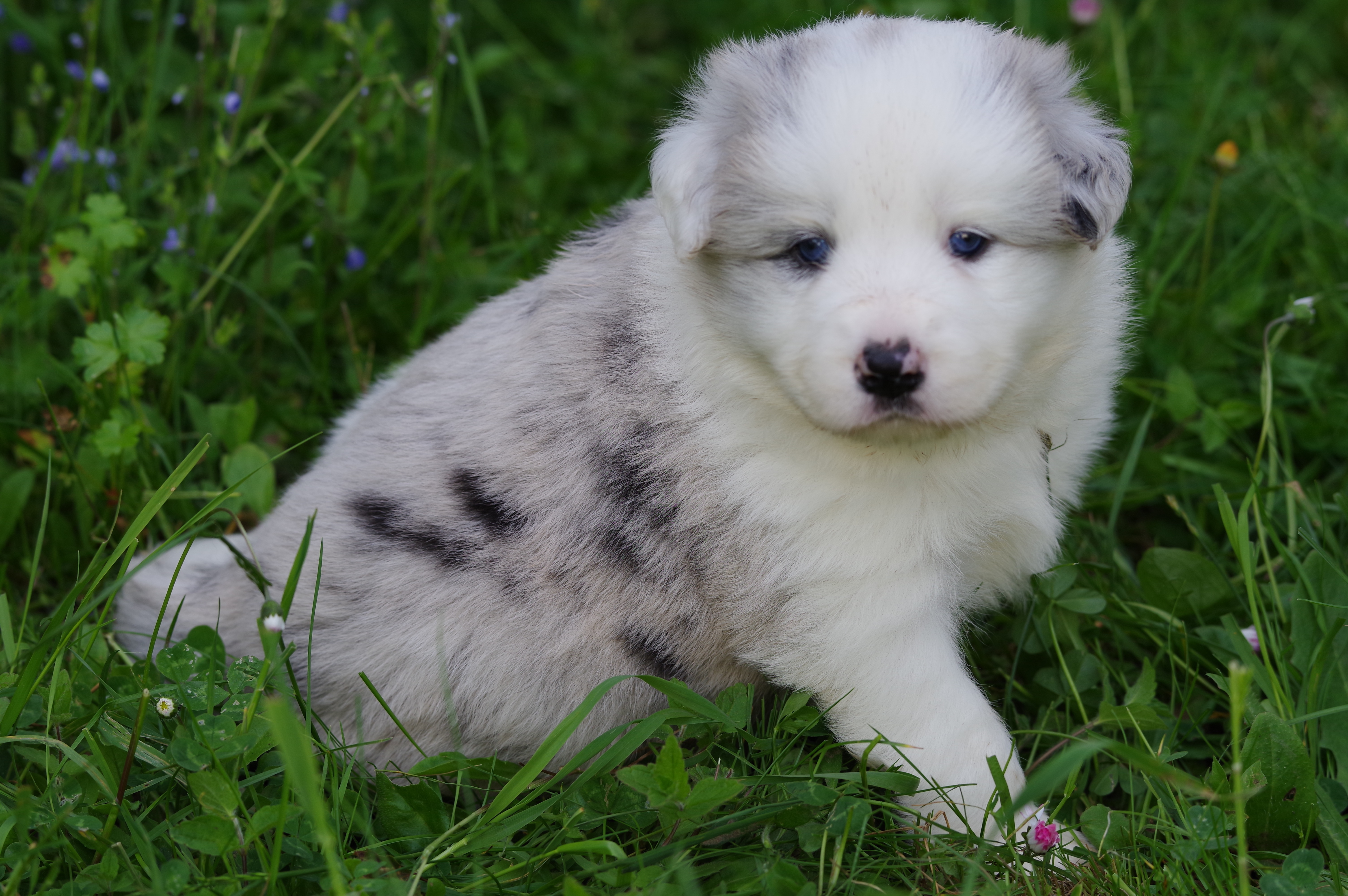 BORDER_COLLIE_SHOW_FL_N1.jpg