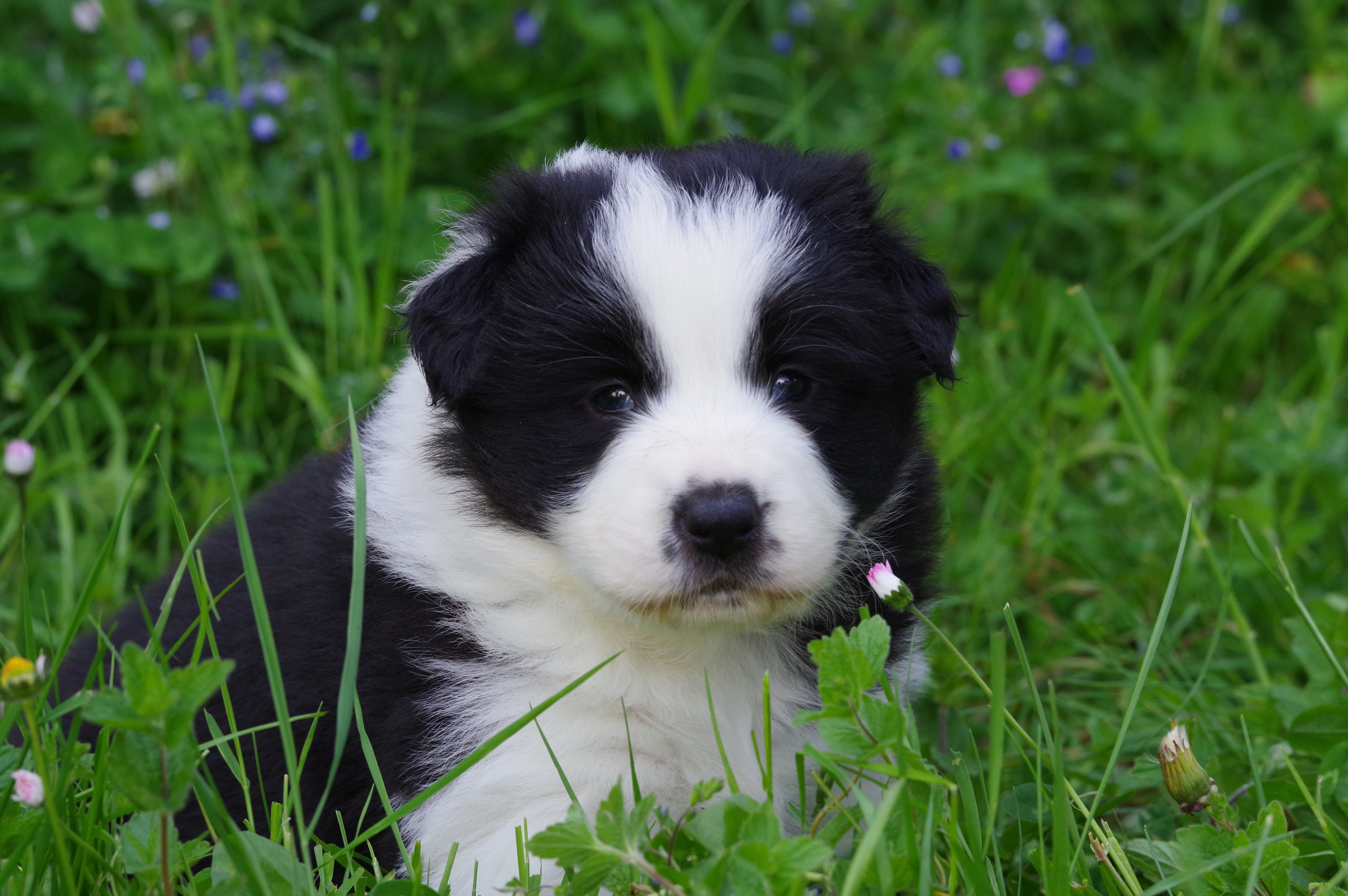 BORDER_COLLIE_SHOW_FL_N2.jpg