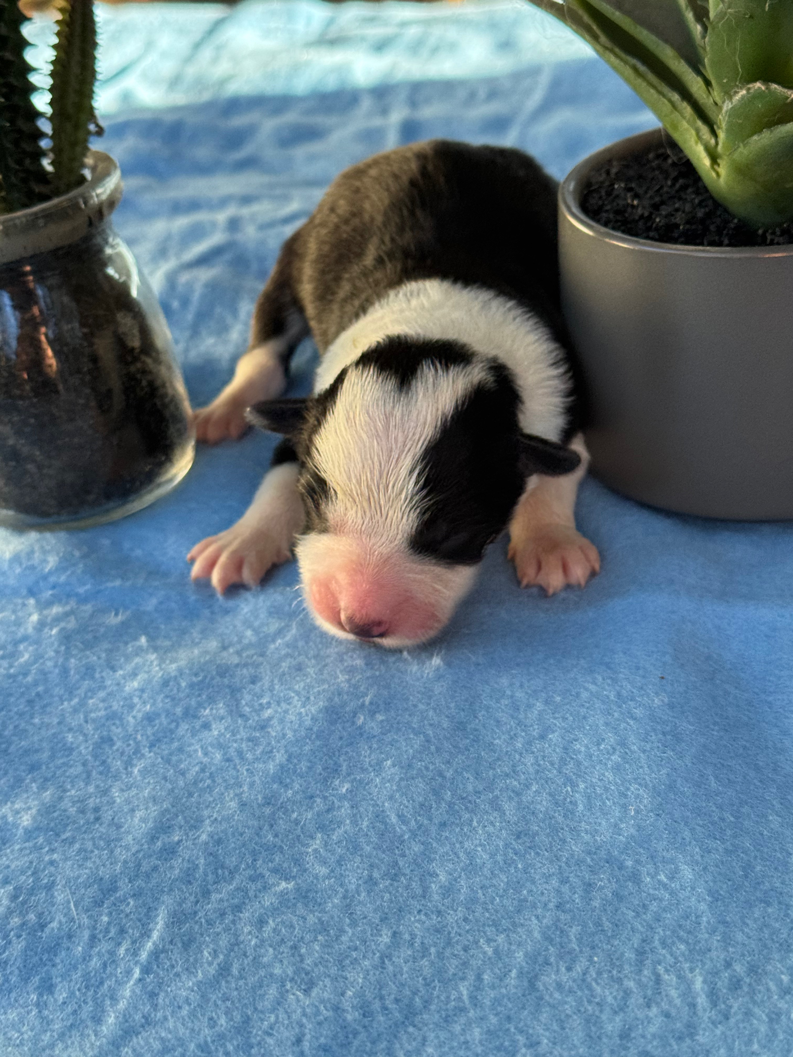 BORDER_COLLIE_SHOW_F_2_OLLY.jpeg