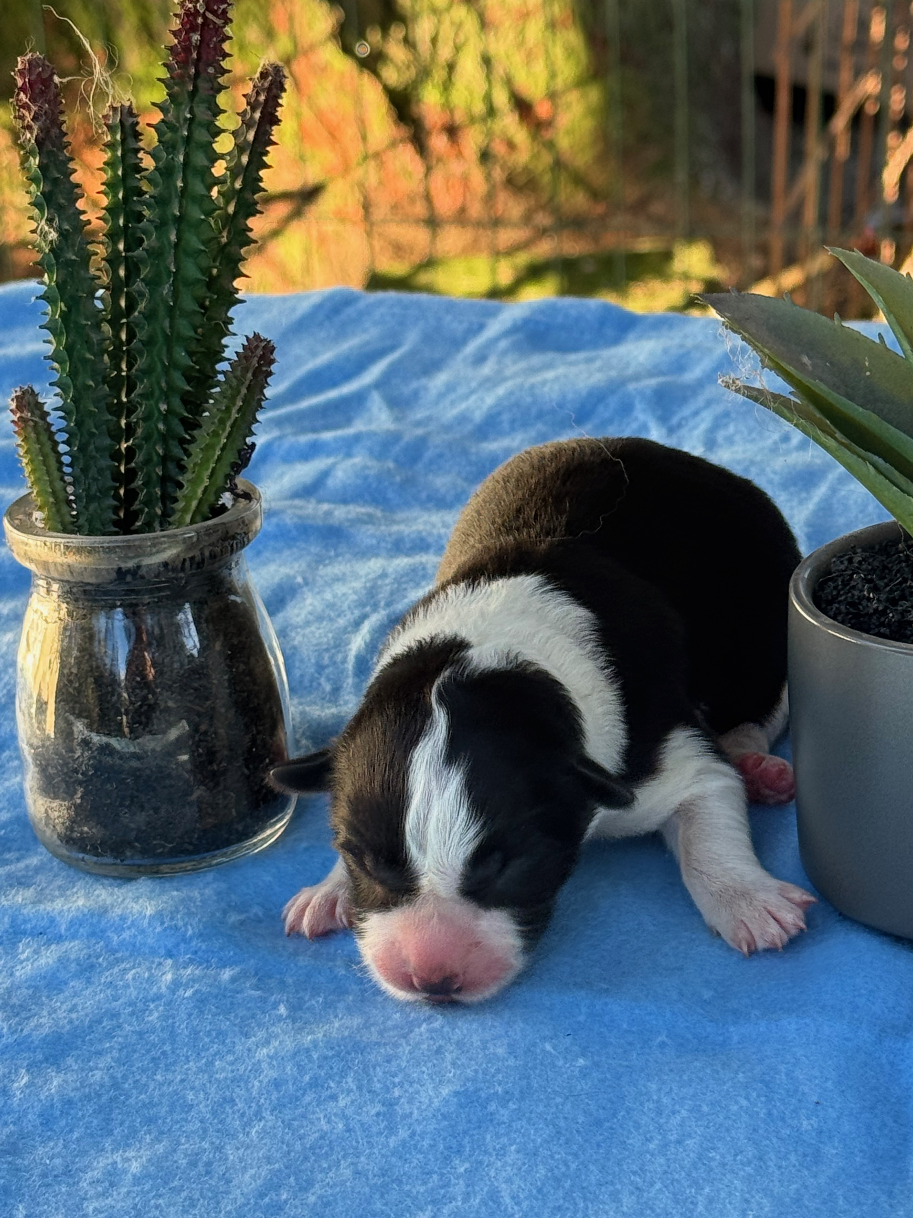 BORDER_COLLIE_SHOW_F_3_OLLY.jpeg